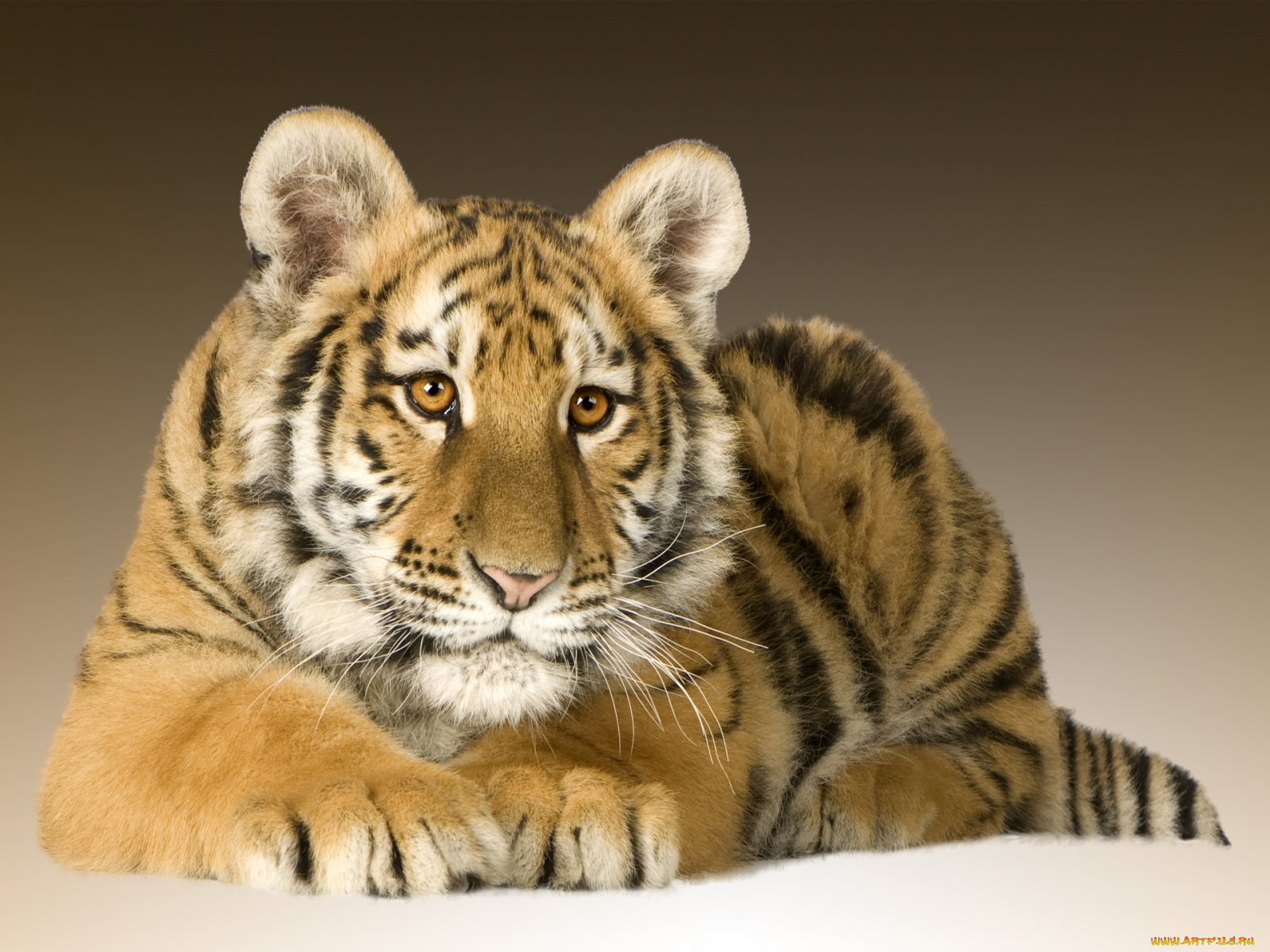 животные, тигры