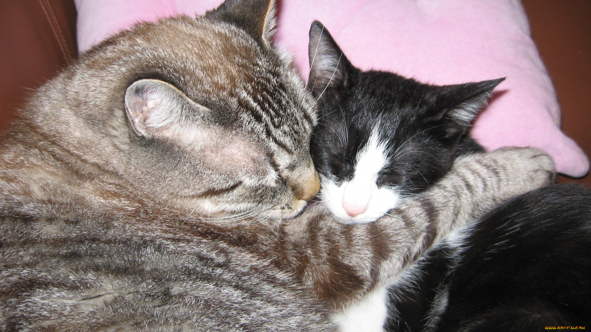 животные, коты