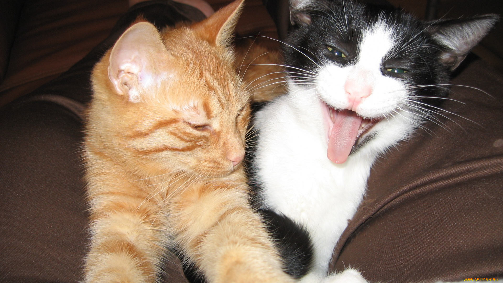 животные, коты