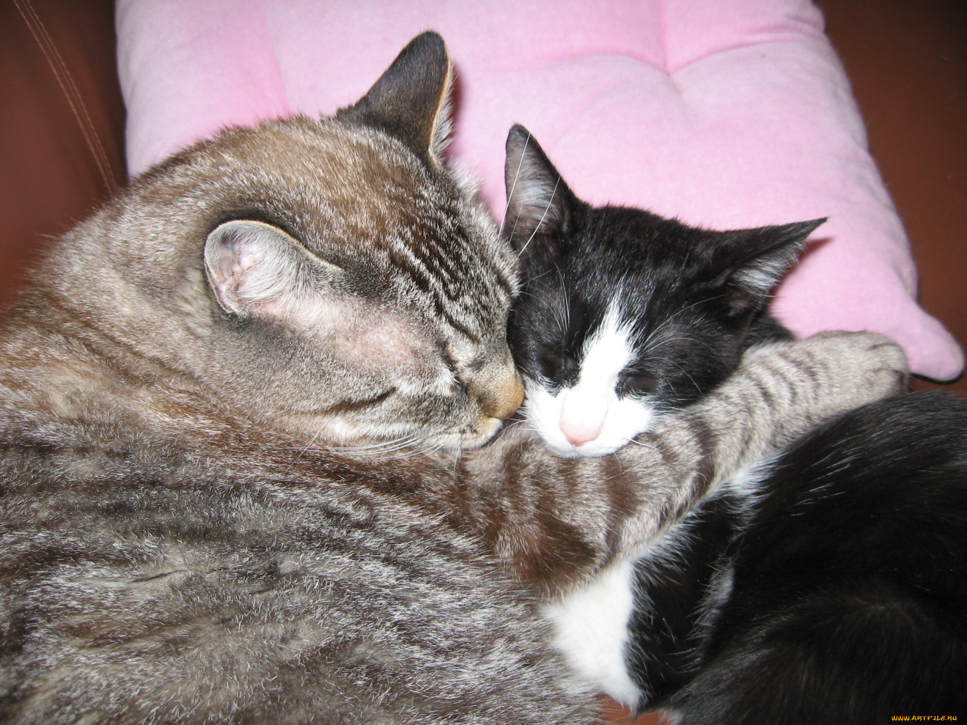 животные, коты