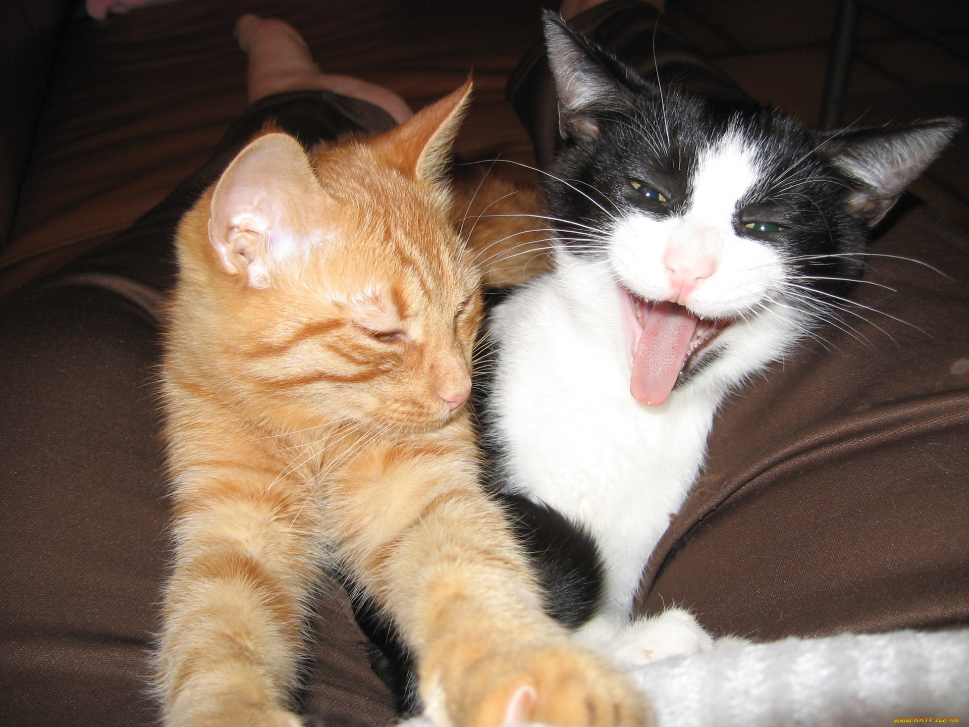 животные, коты