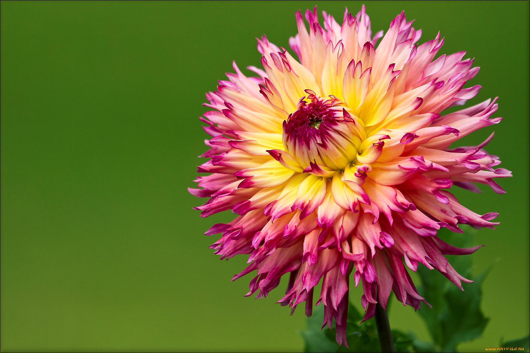 цветы, георгины, лепестки