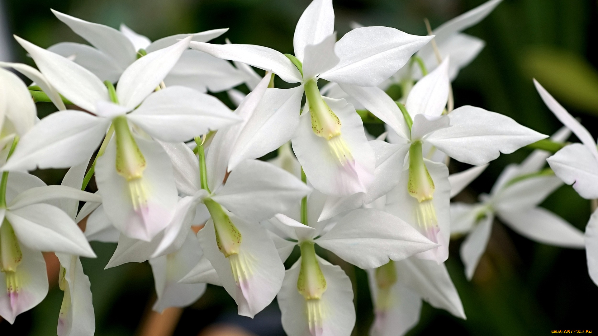 цветы, орхидеи, ветка, белый