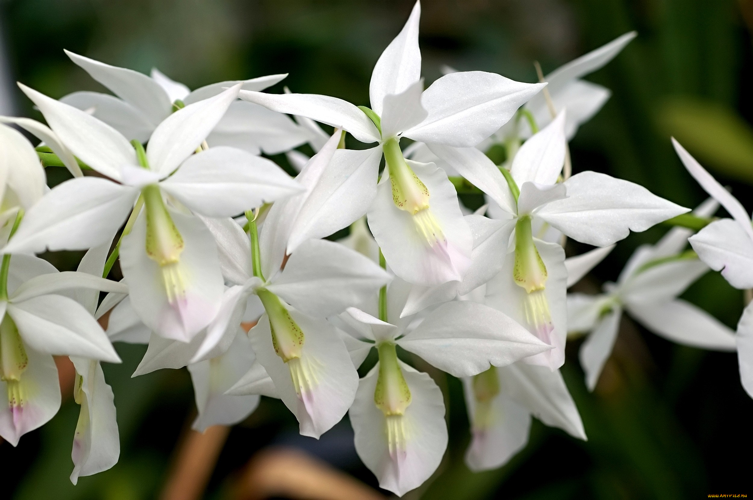 цветы, орхидеи, ветка, белый