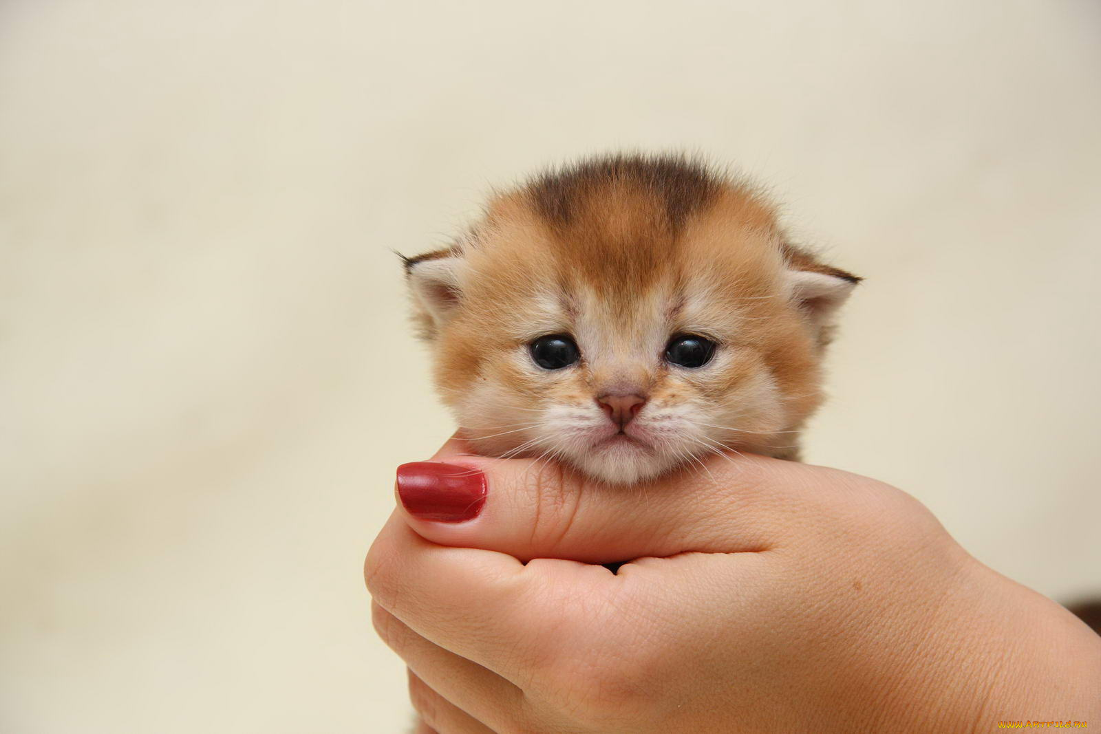 животные, коты, котенок