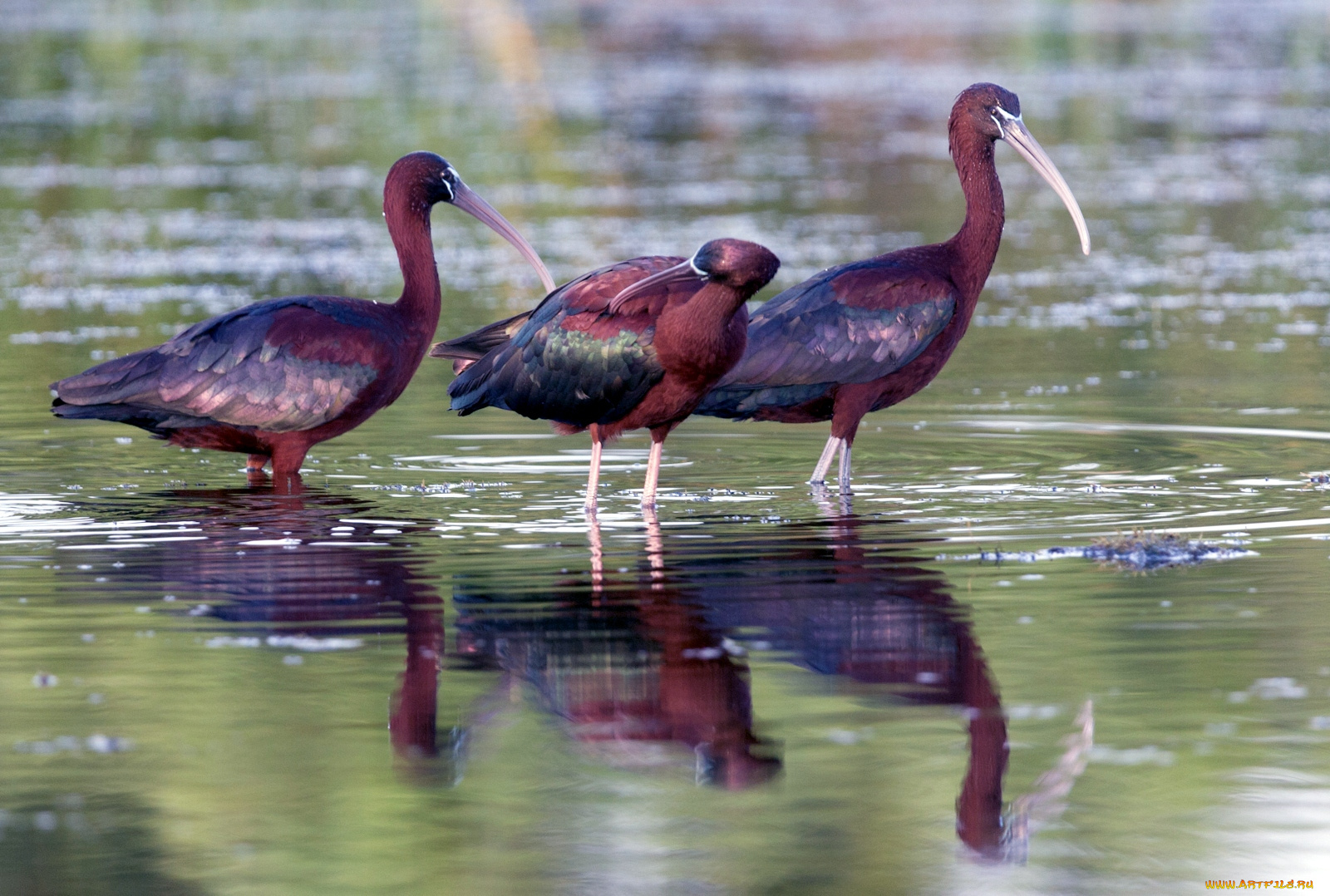 животные, ибисы, колпицы, клюв, лиловые