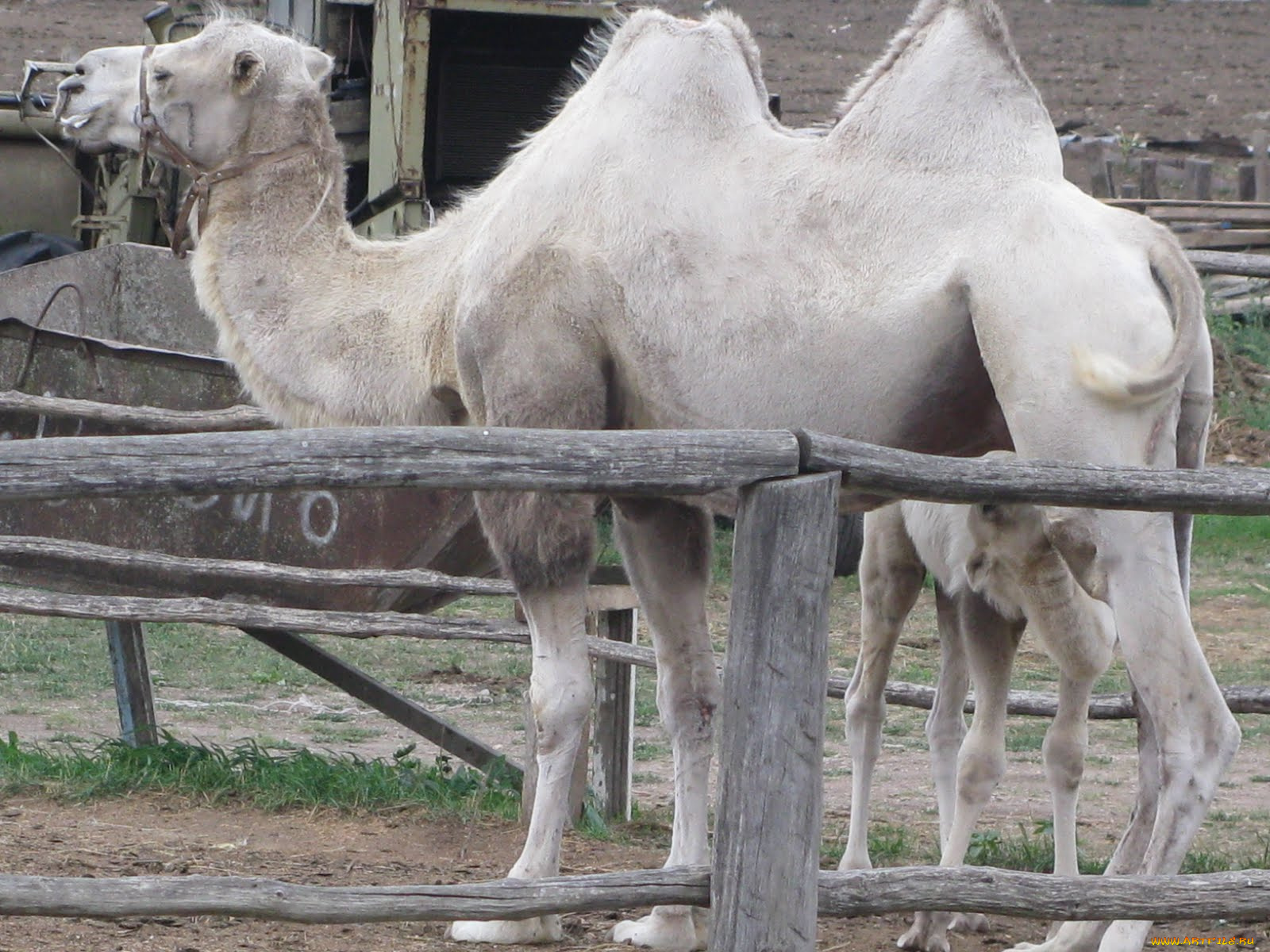 животные, верблюды, верблюд