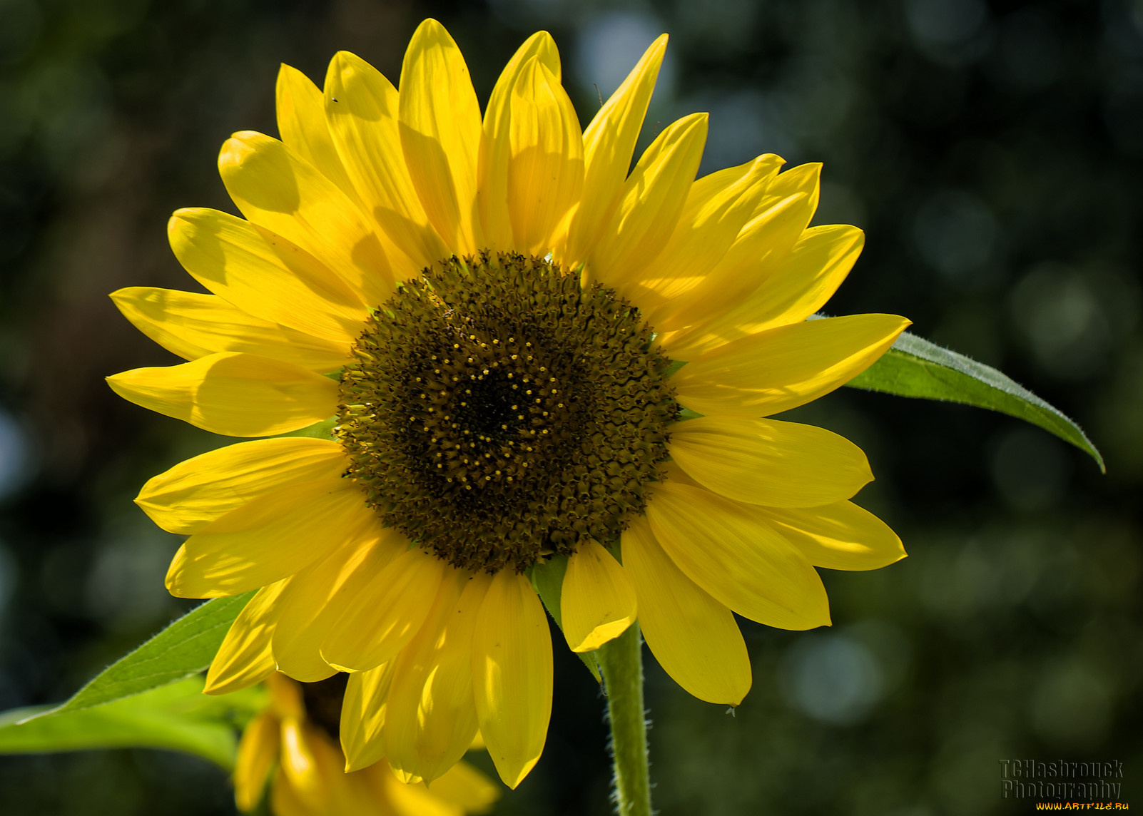 цветы, подсолнухи, подсолнух