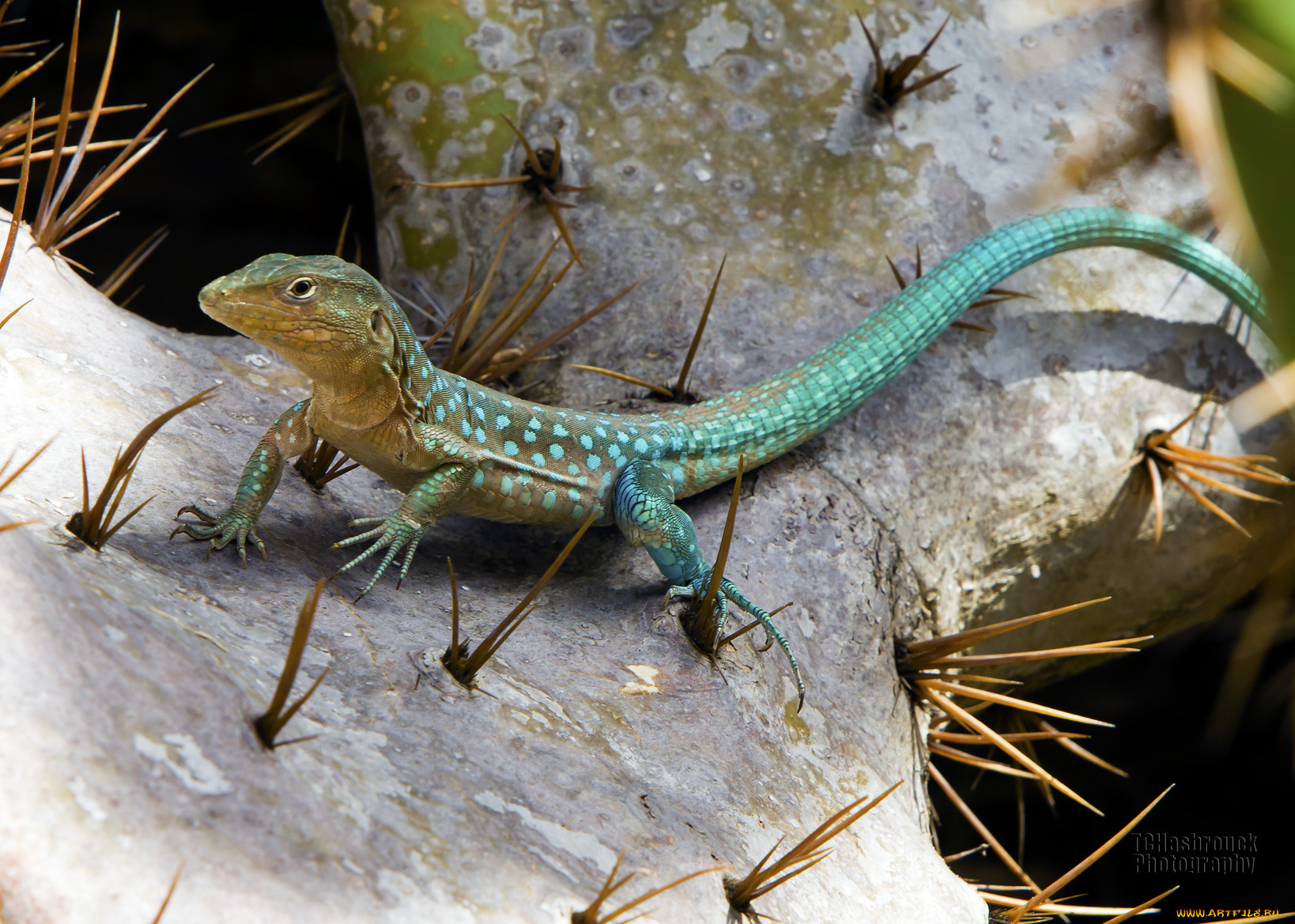 животные, Ящерицы, игуаны, вараны, ящерица