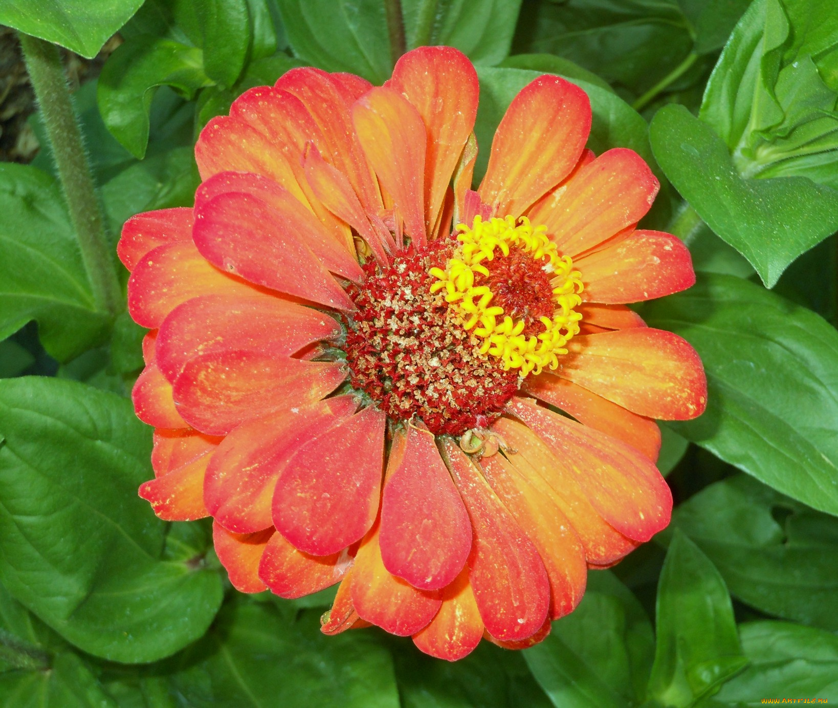 цветы, цинния, цветок