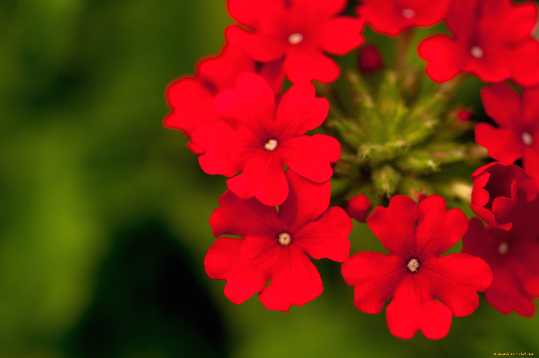 цветы, лантана, вербена, красный