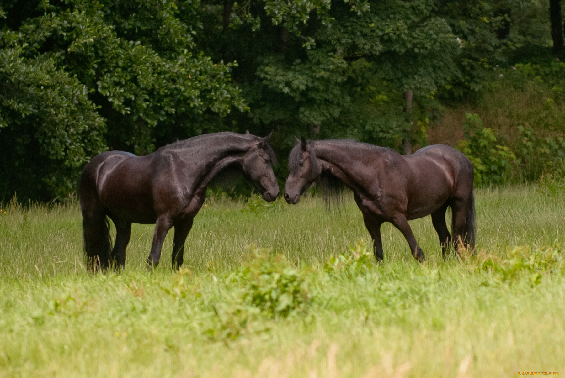 животные, лошади, пара, гнедые, чувства