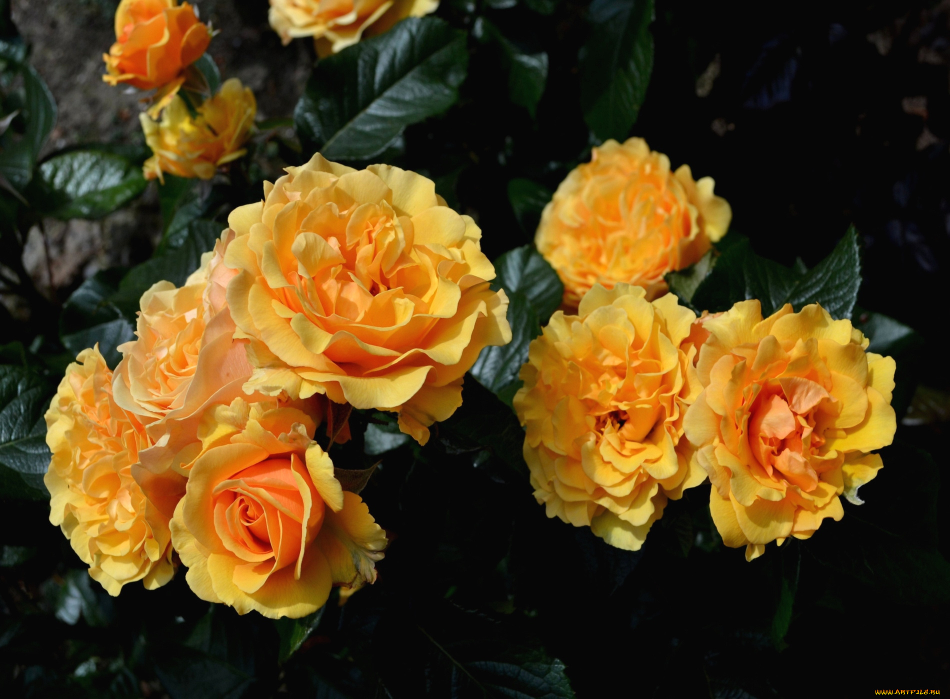 цветы, розы, желтый