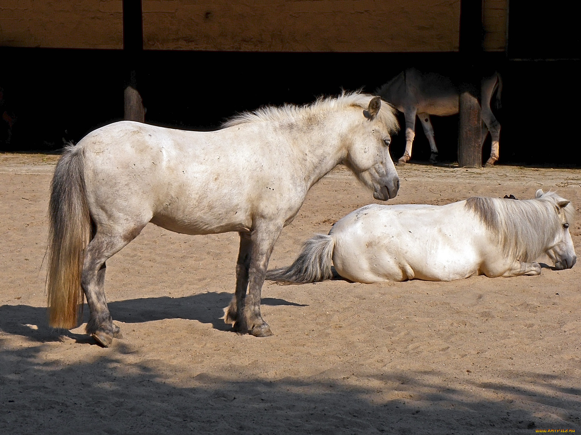 животные, лошади