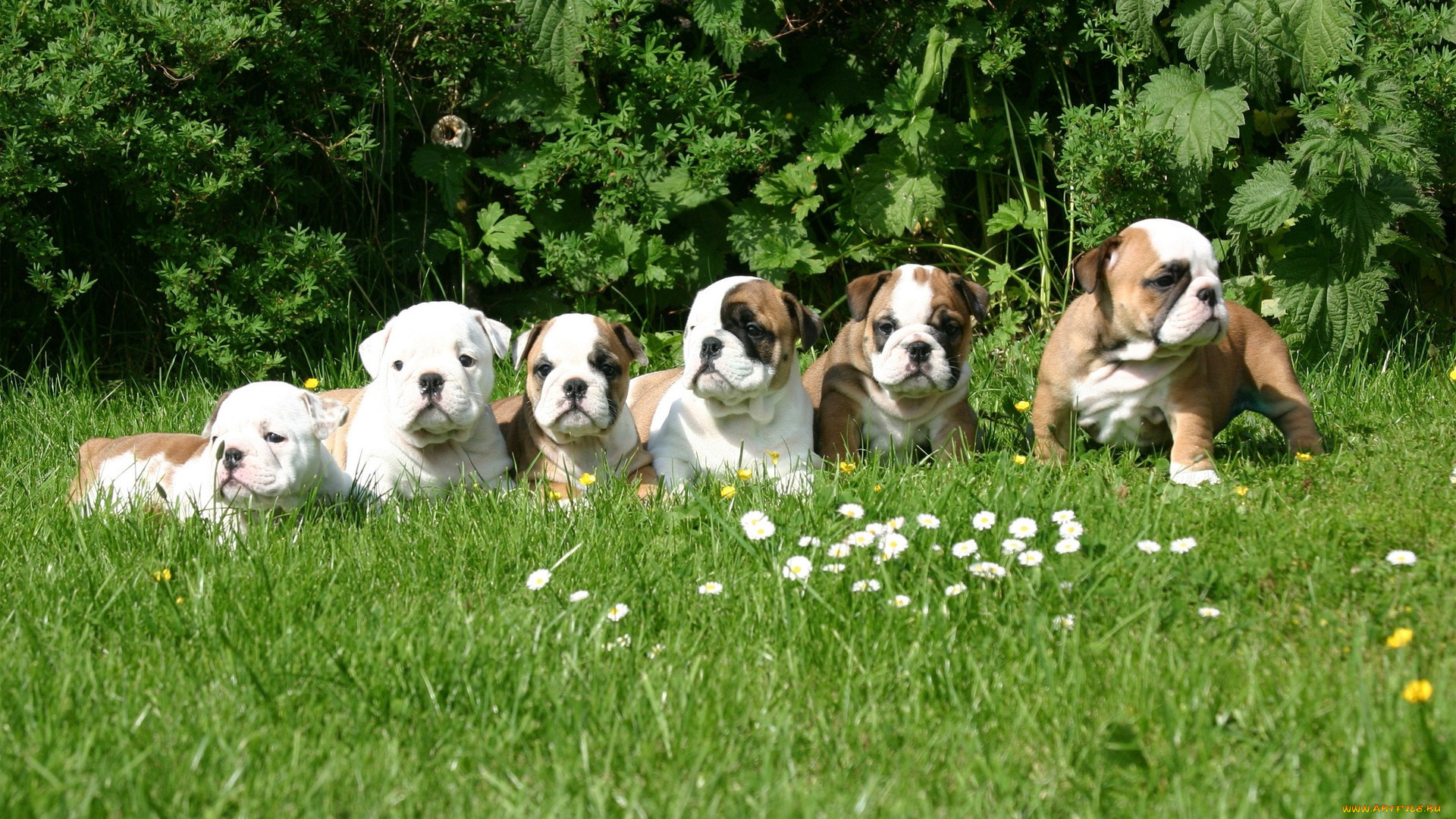 ***, english, bulldog, puppes, животные, собаки, луг, английский, бульдог, щенки, трава