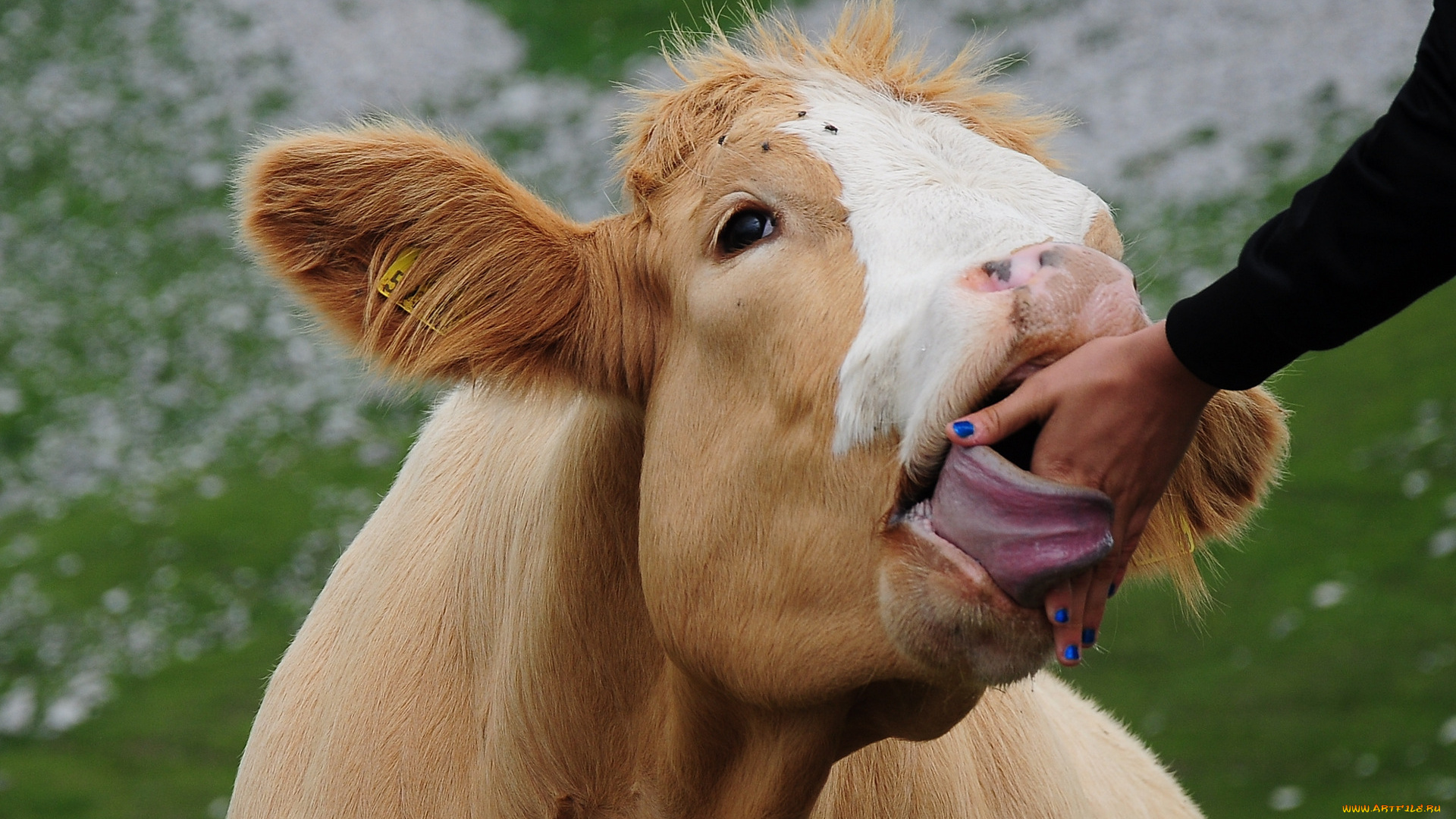 beautifoul, nail, varnish, животные, коровы, буйволы, приветствие, рука, язык, теленок