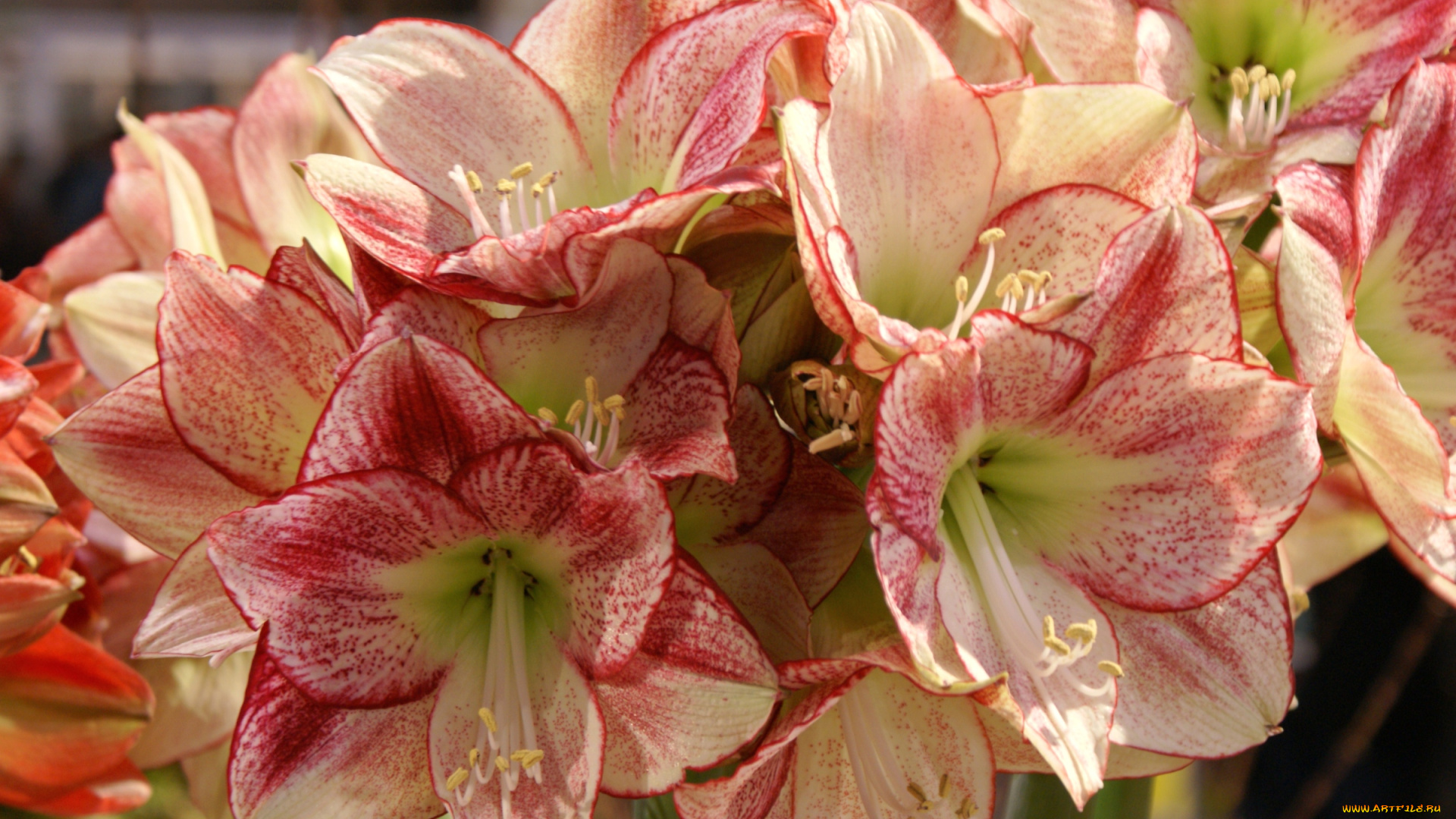 цветы, амариллисы, гиппеаструмы, соцветие, пестрый
