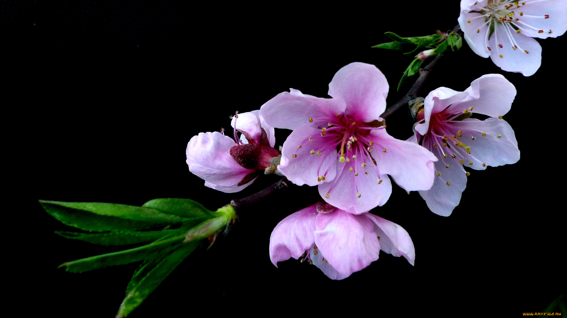 цветы, цветущие, деревья, кустарники, ветка