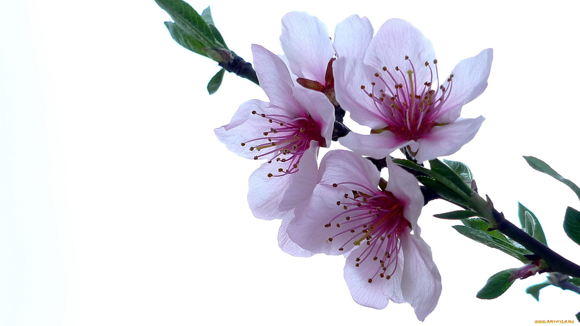 цветы, цветущие, деревья, кустарники, ветка