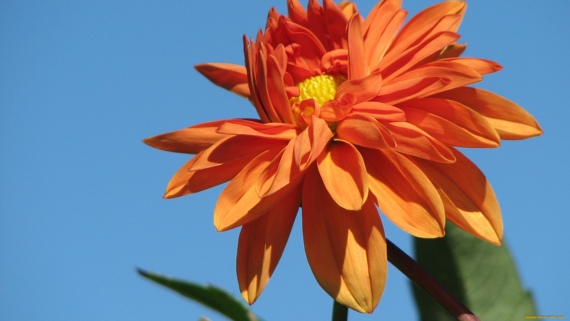 цветы, георгины