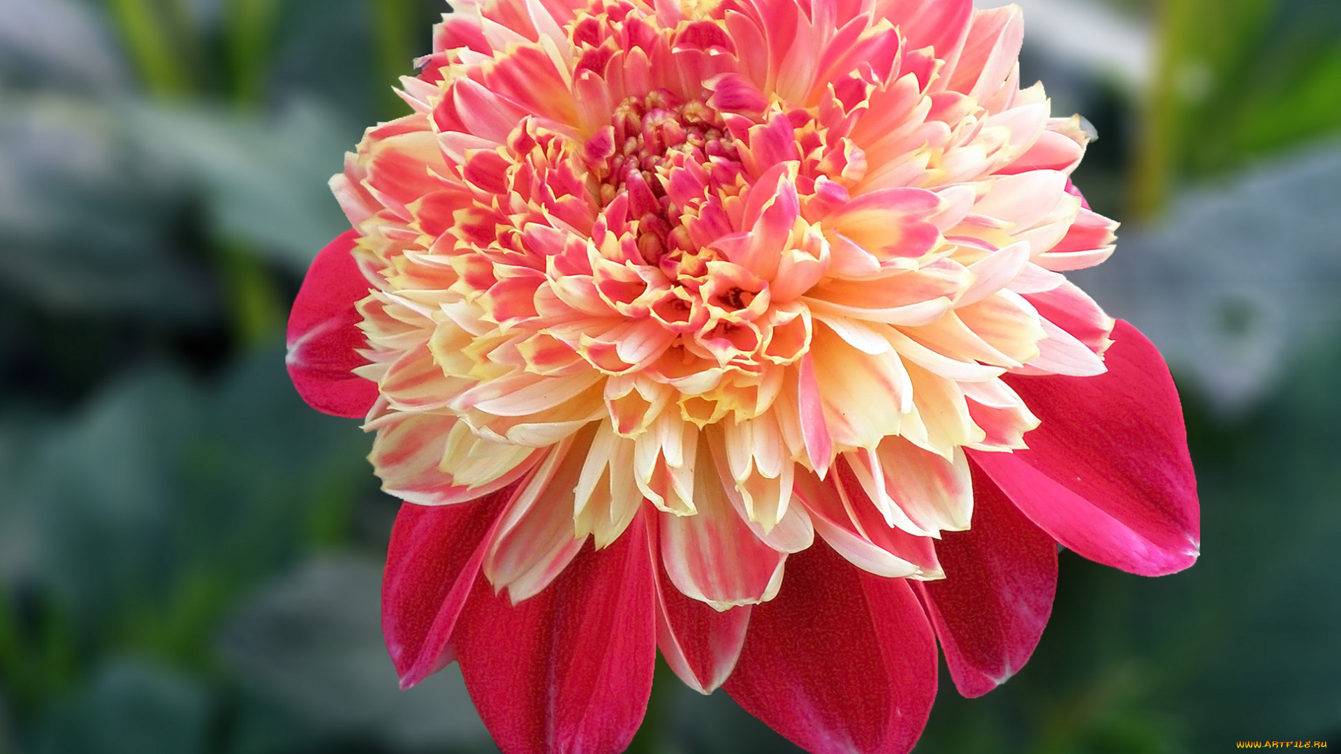 цветы, георгины