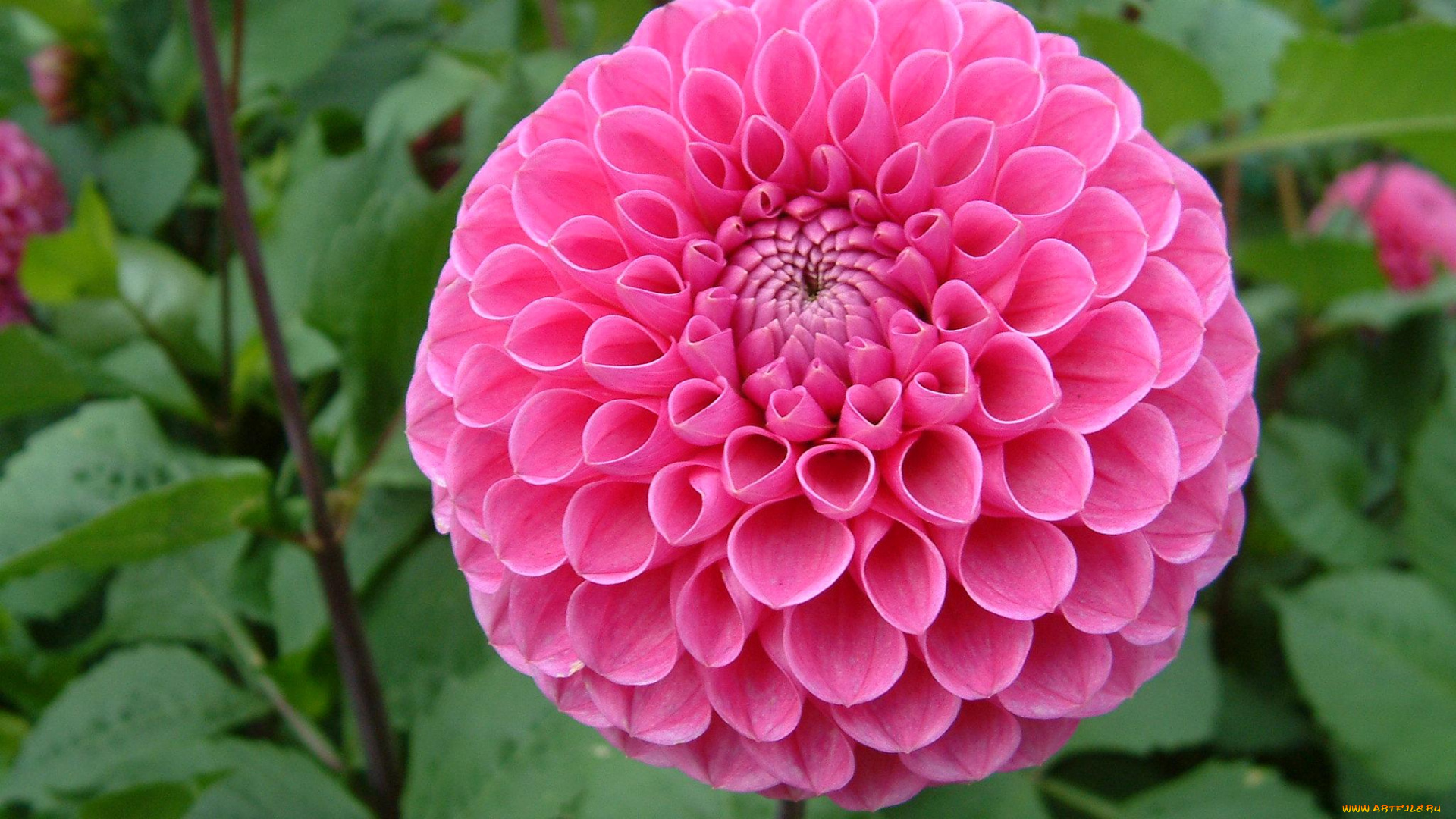 цветы, георгины