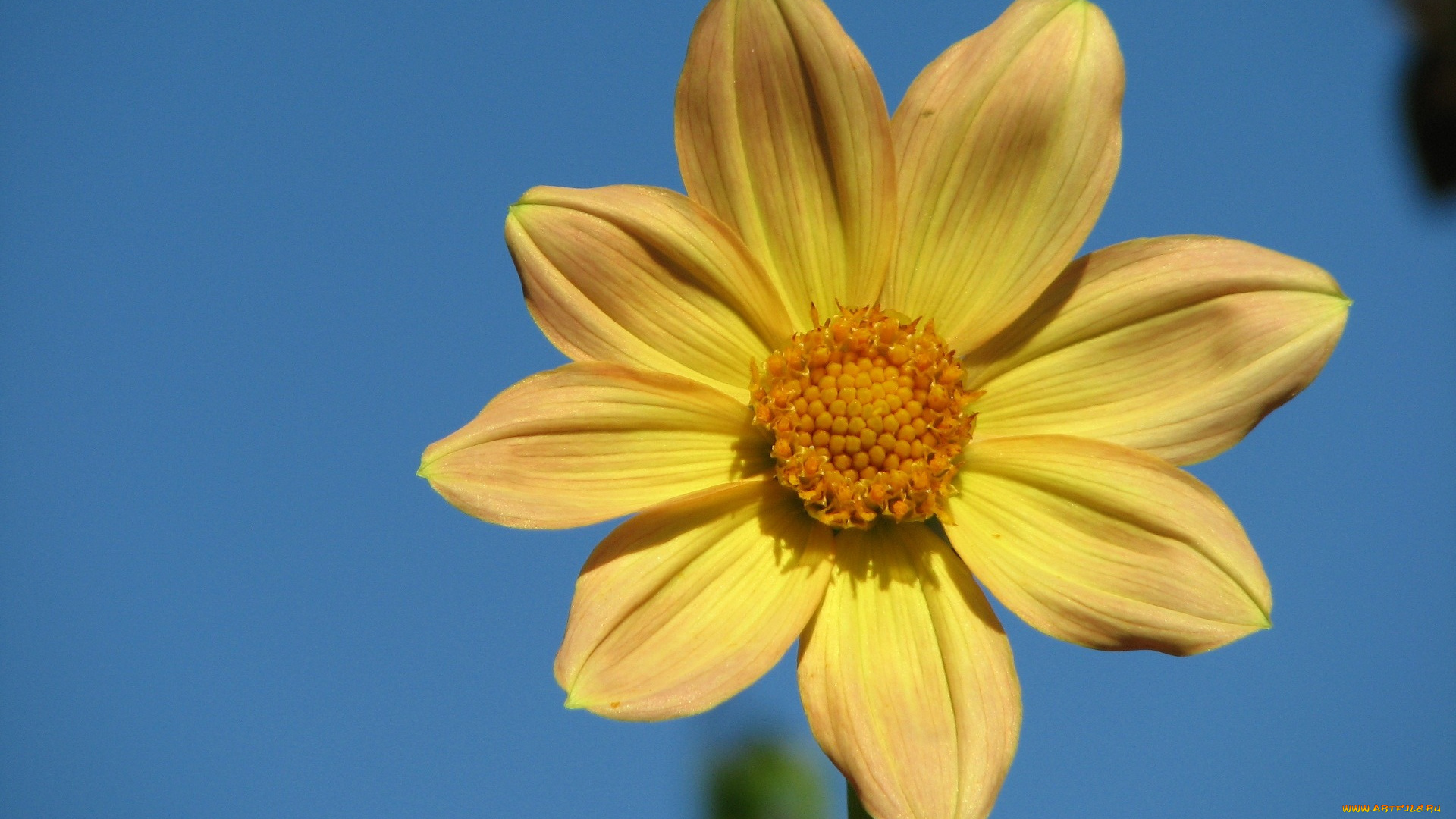 цветы, георгины, лепестки