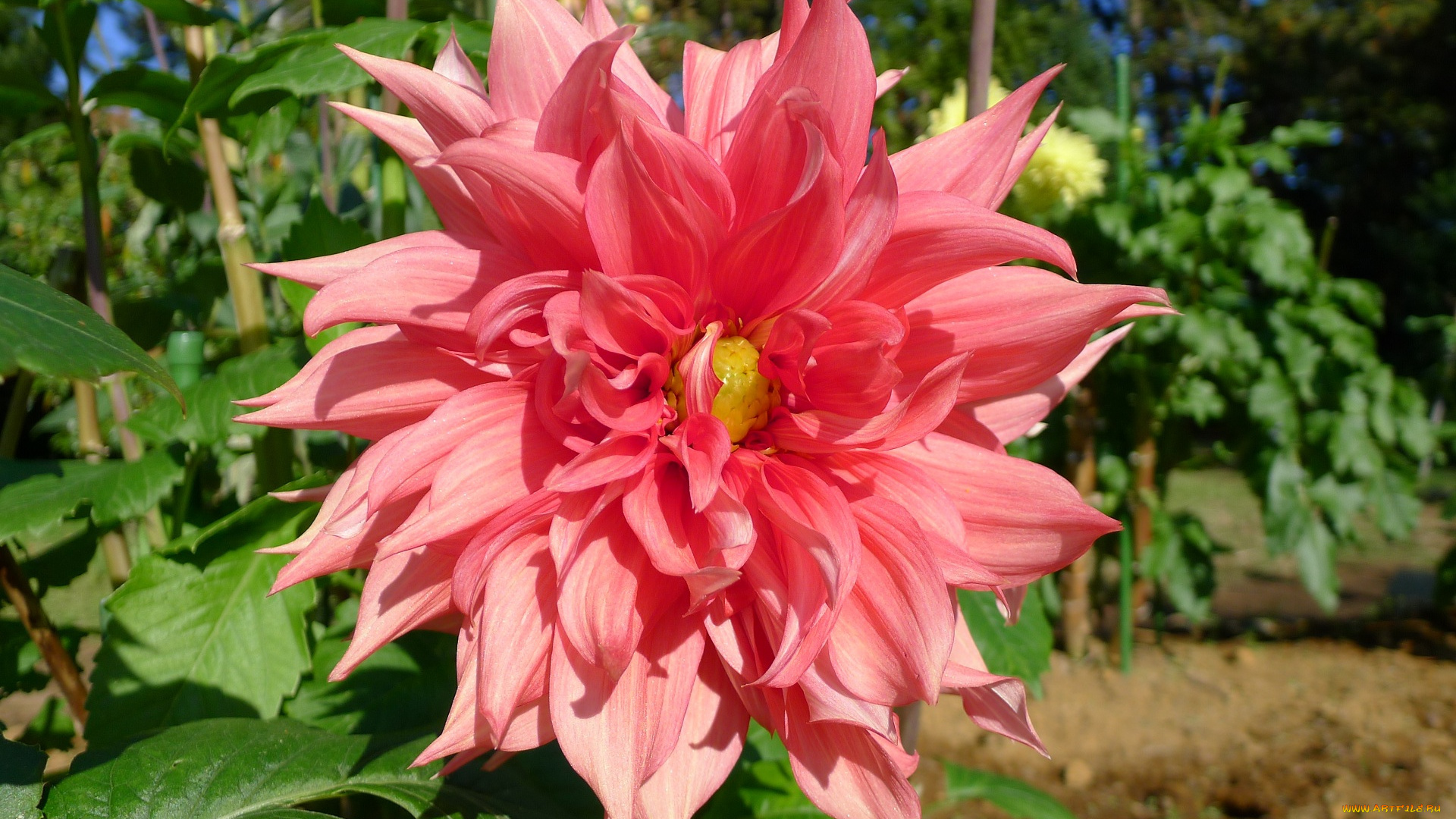 цветы, георгины, лепестки