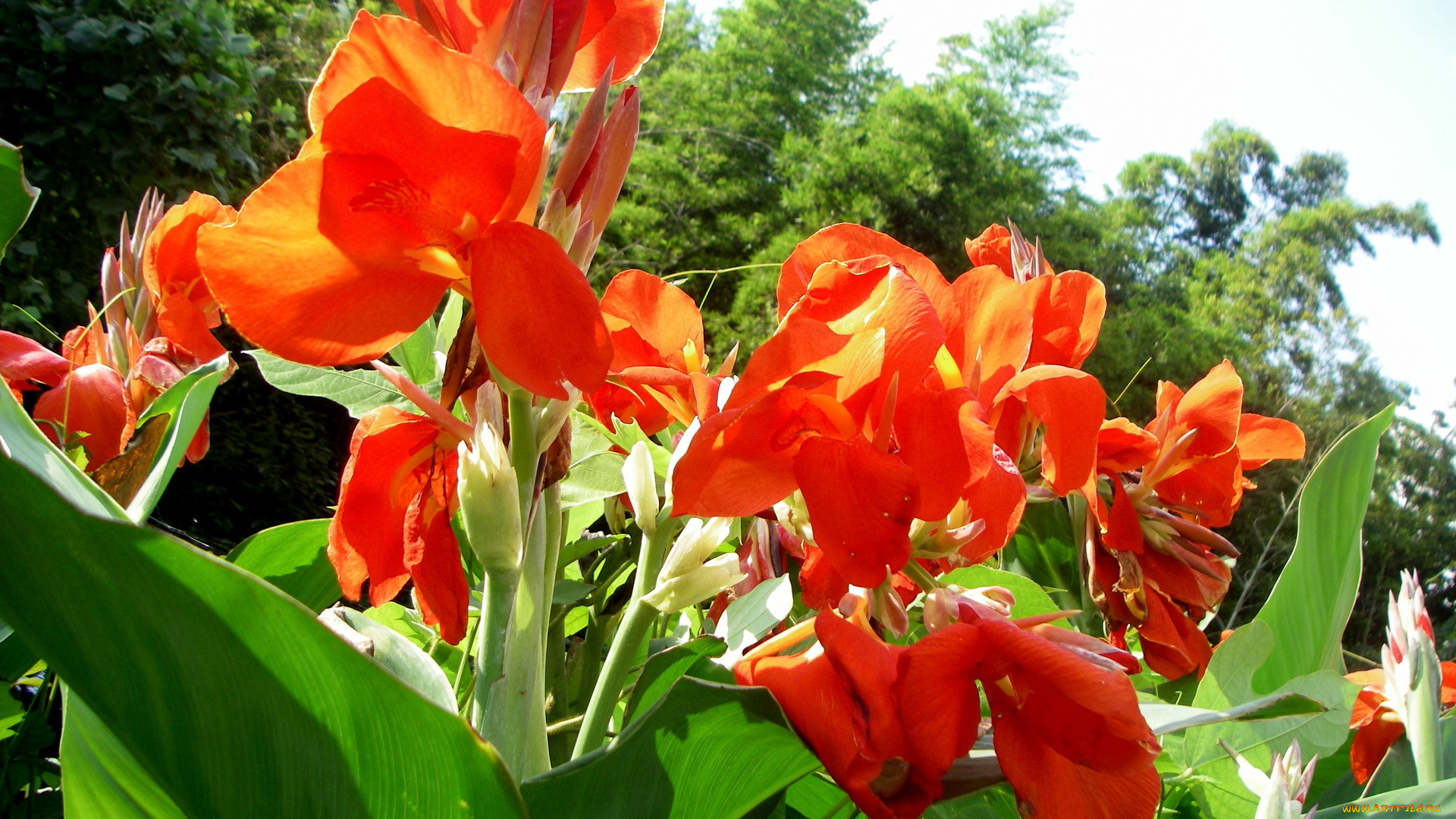 цветы, канна