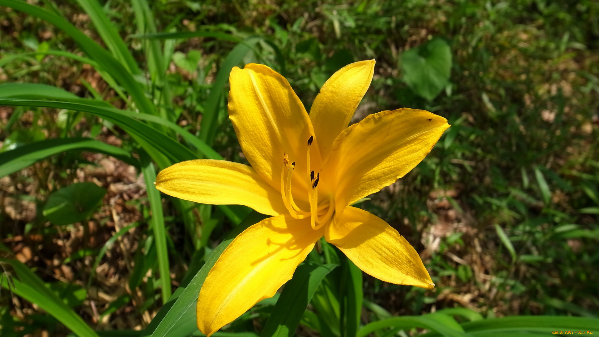 цветы, лилии, лилейники, лилия