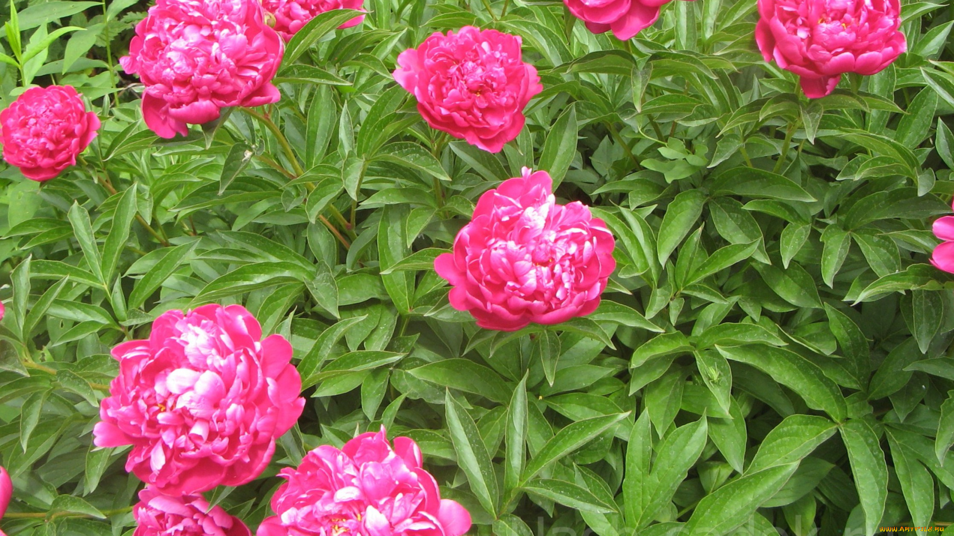 цветы, пионы