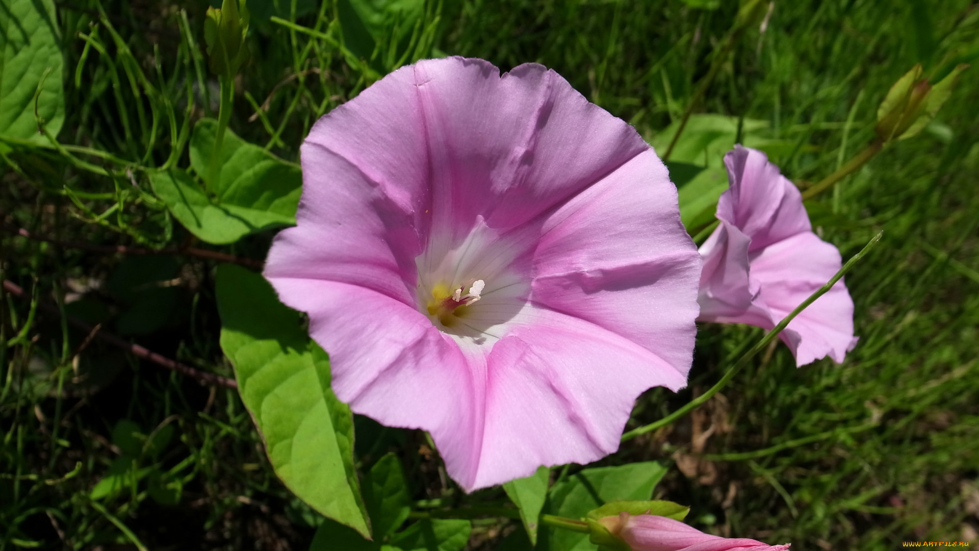 цветы, вьюнки, ипомеи