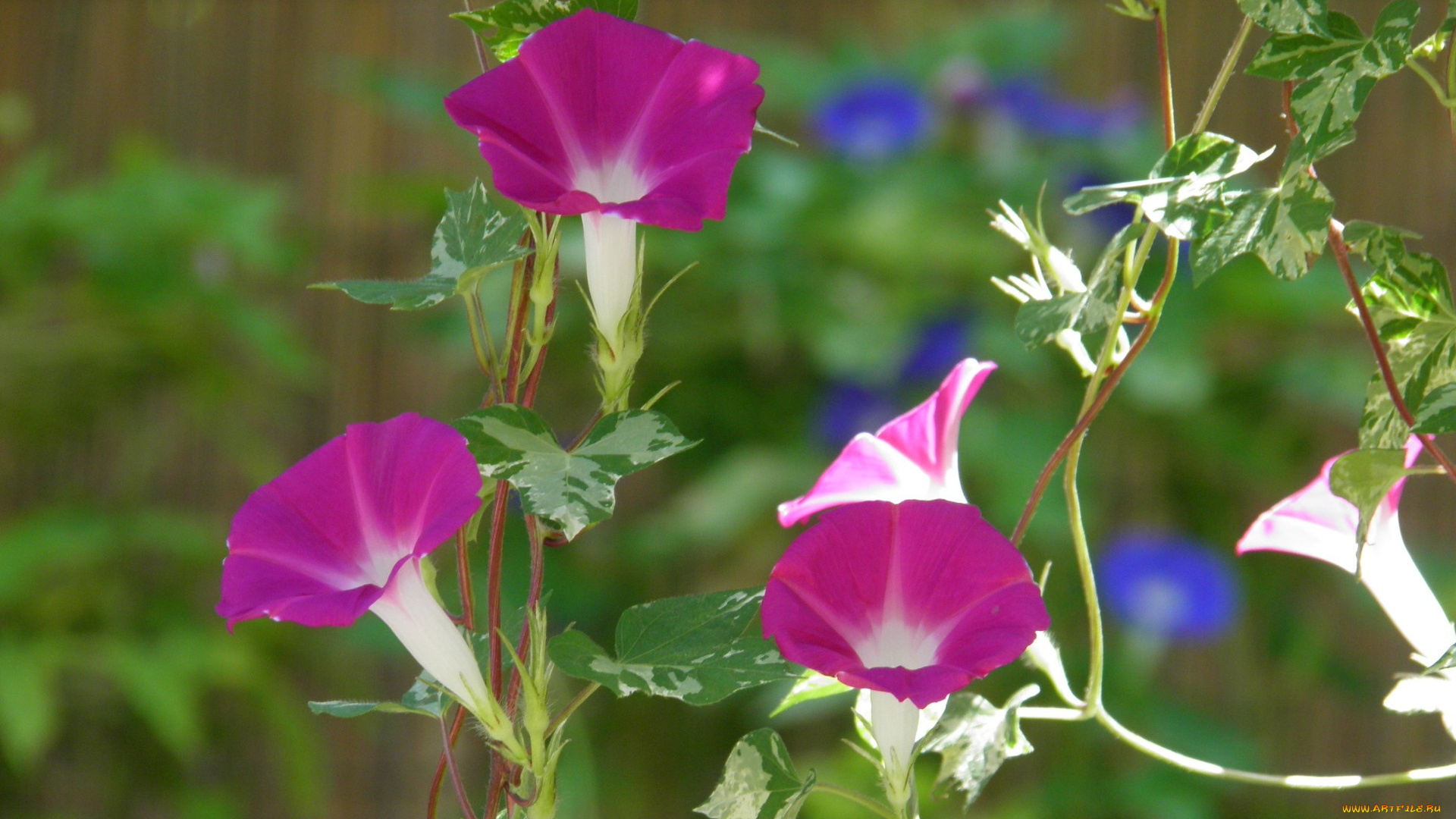 цветы, вьюнки, ипомеи