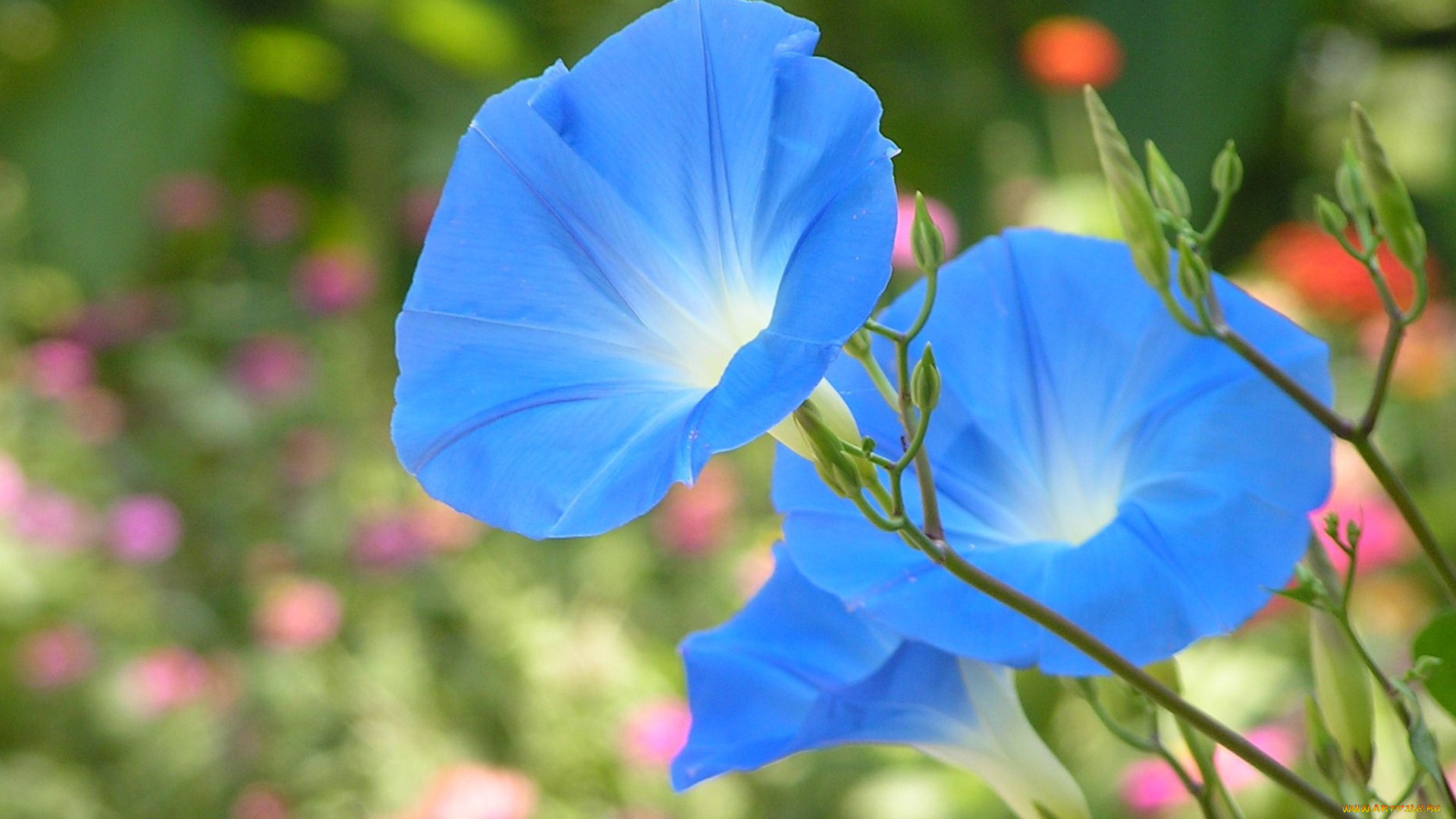 цветы, вьюнки, ипомеи