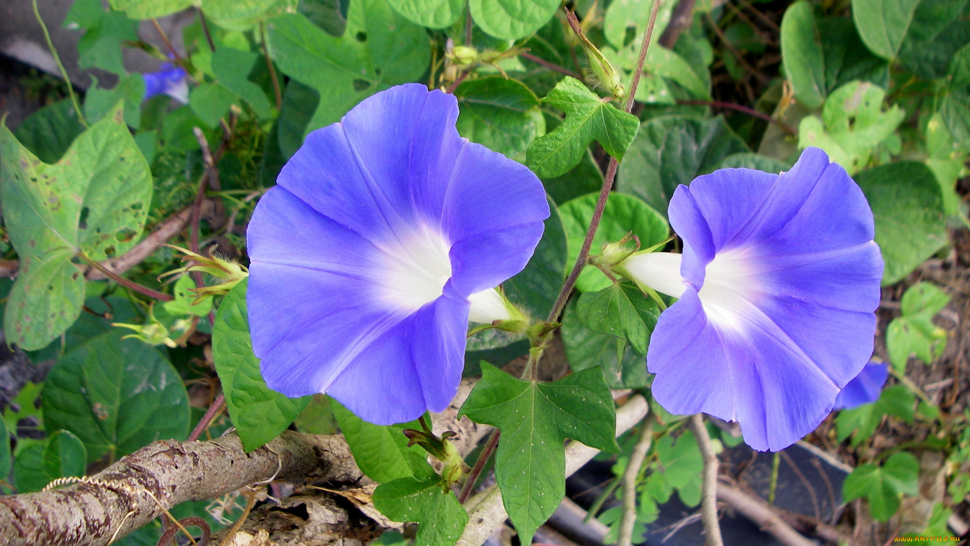 цветы, вьюнки, ипомеи