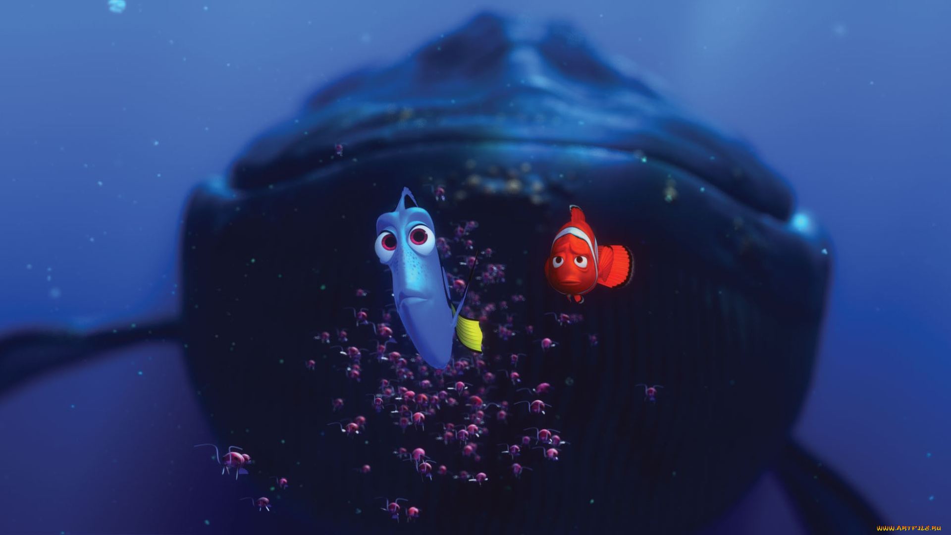finding, nemo, мультфильмы, в, поисках, немо