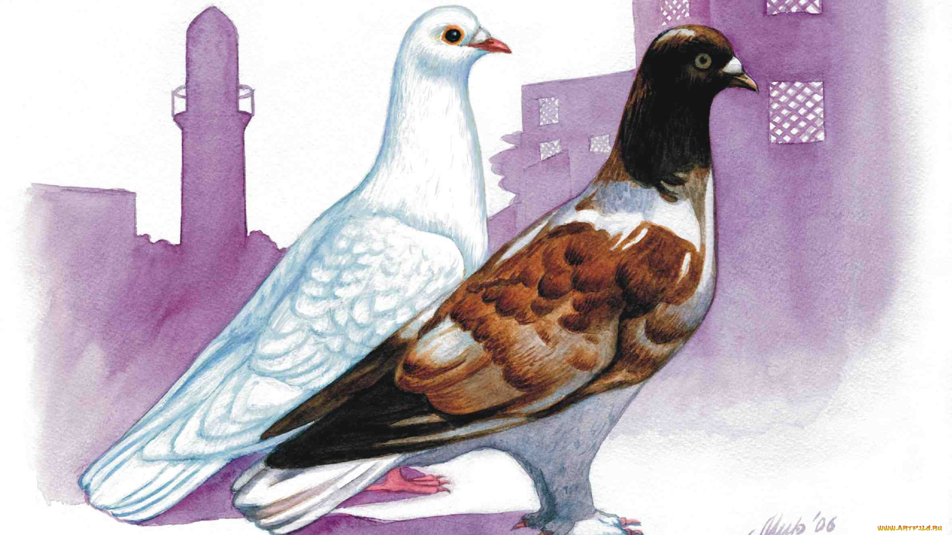 рисованные, животные, птицы, голуби