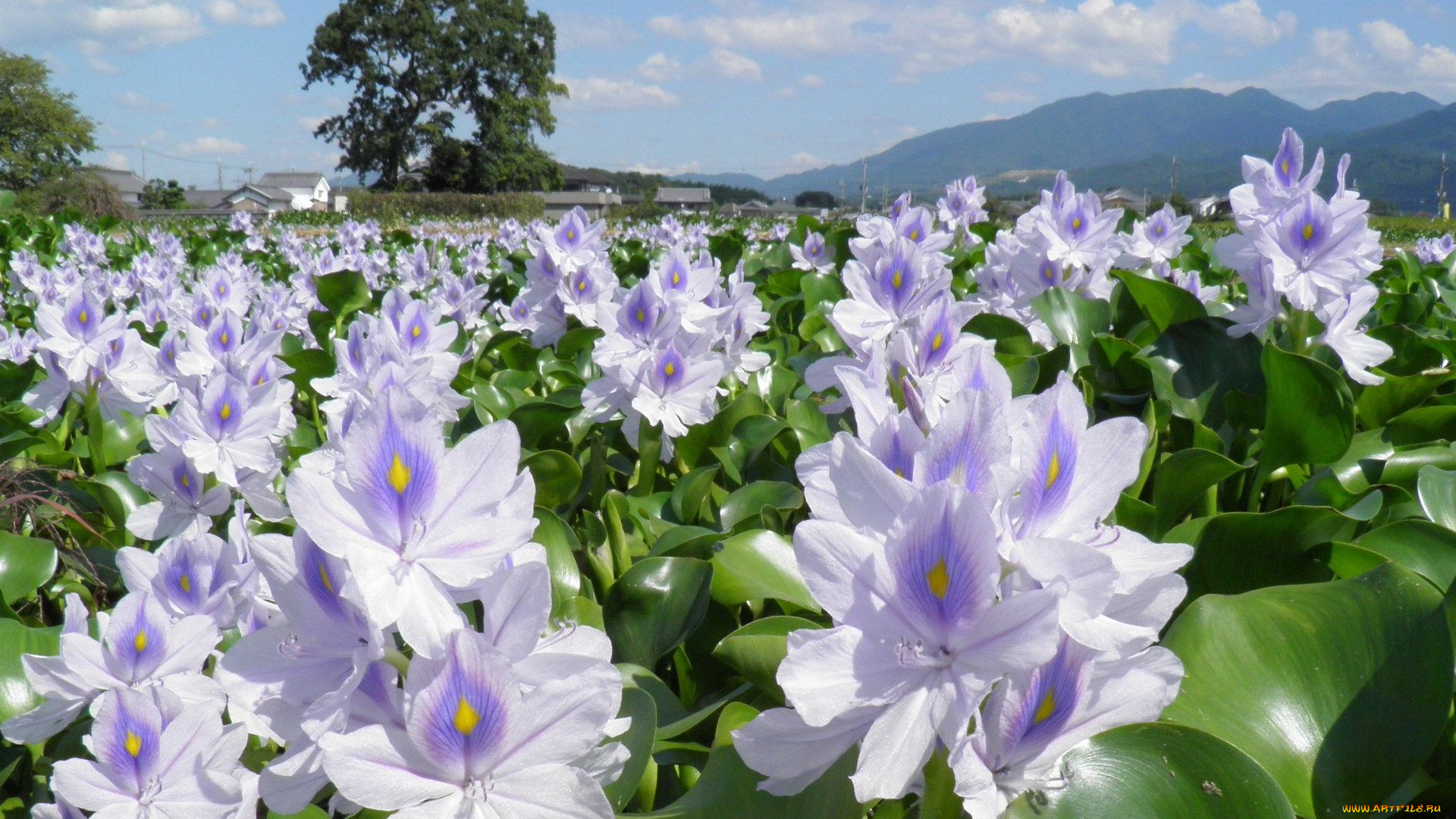 водяной, гиацинт, цветы, гиацинты, поле