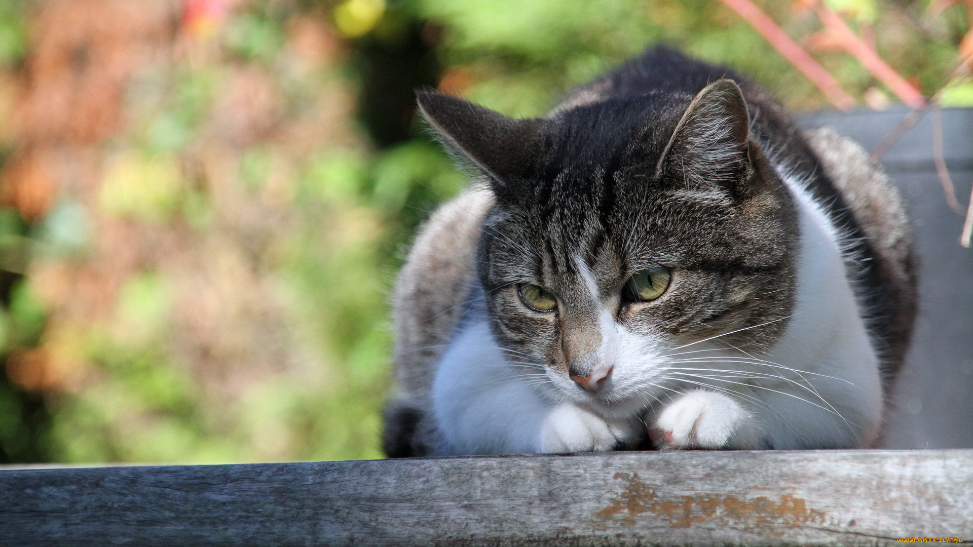животные, коты, фон, лето, кошка