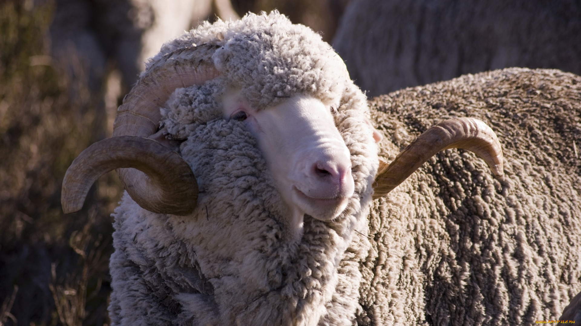 животные, овцы, бараны, рогатая, меринос, овца
