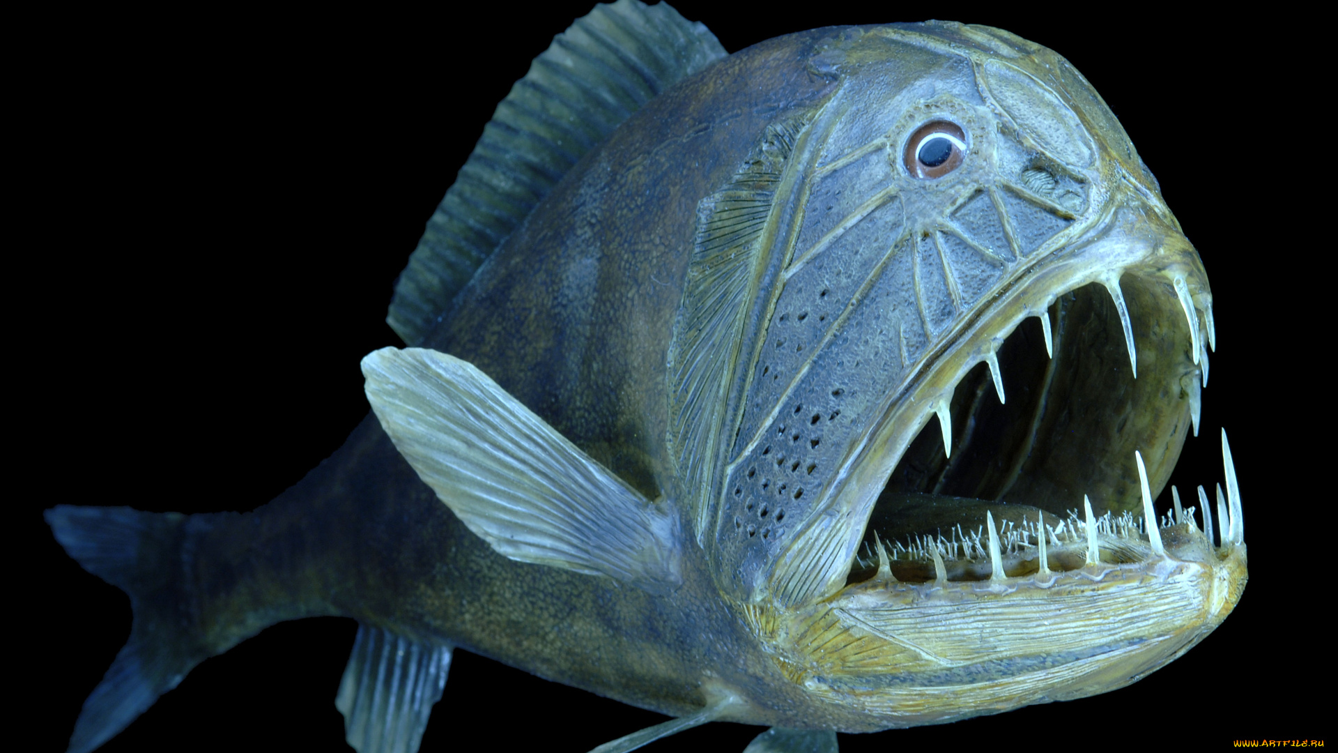 животные, рыбы, рыба