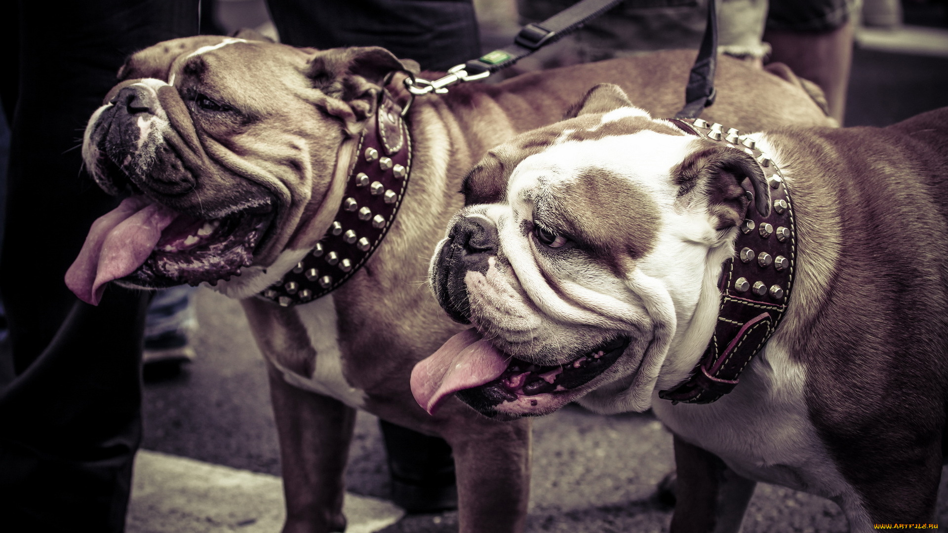 животные, собаки, бульдоги
