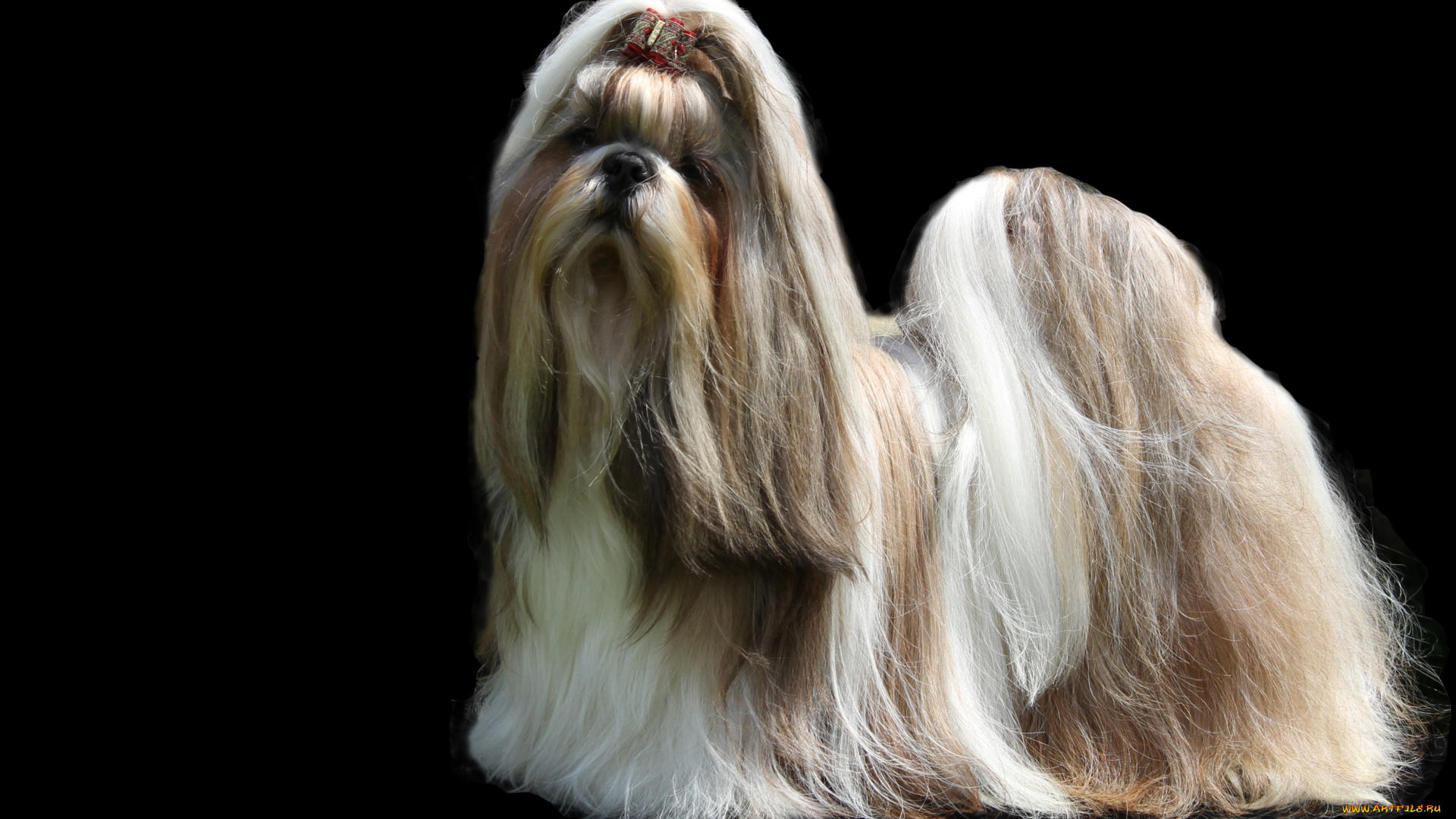 животные, собаки, шерсть, прическа