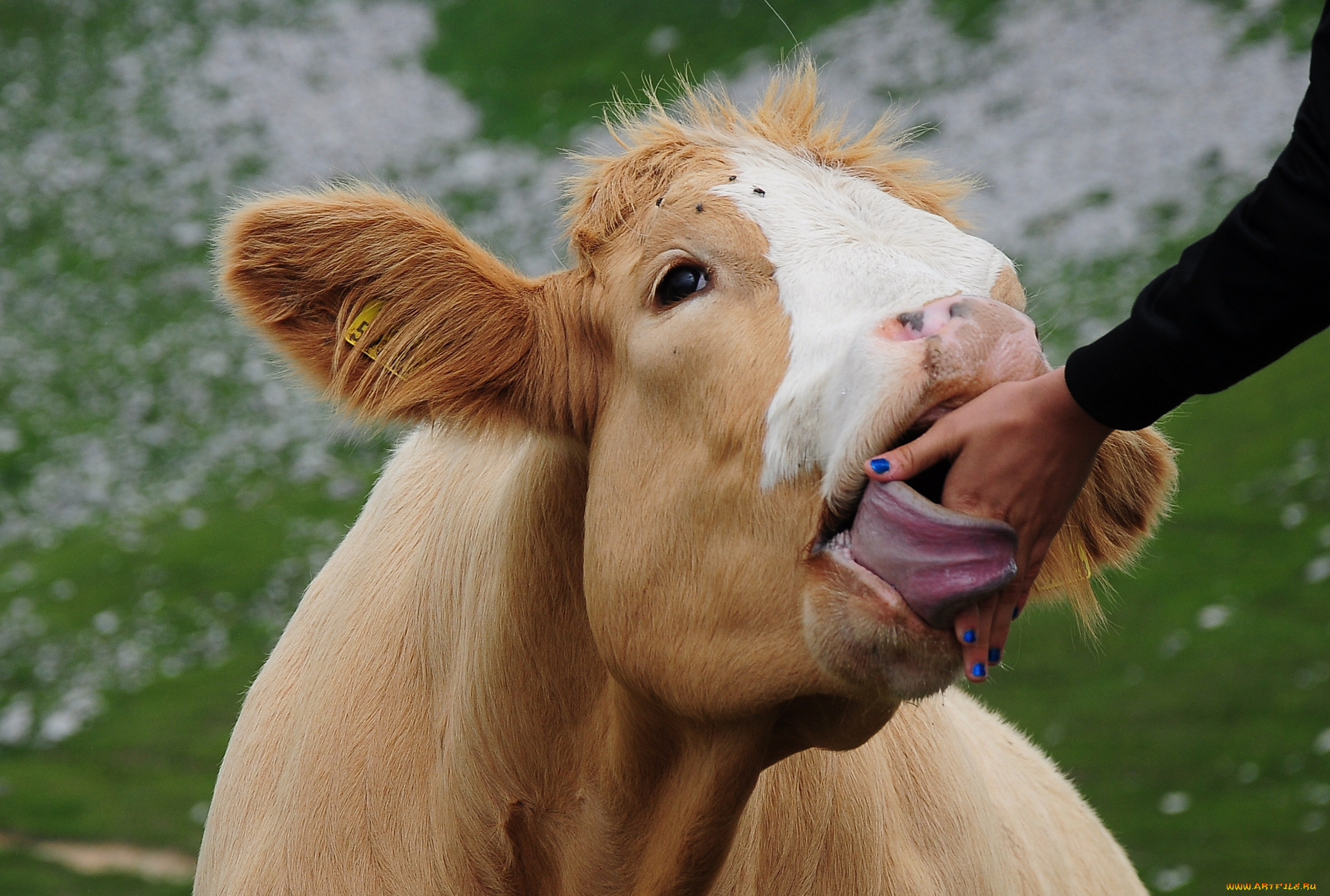 beautifoul, nail, varnish, животные, коровы, буйволы, приветствие, рука, язык, теленок