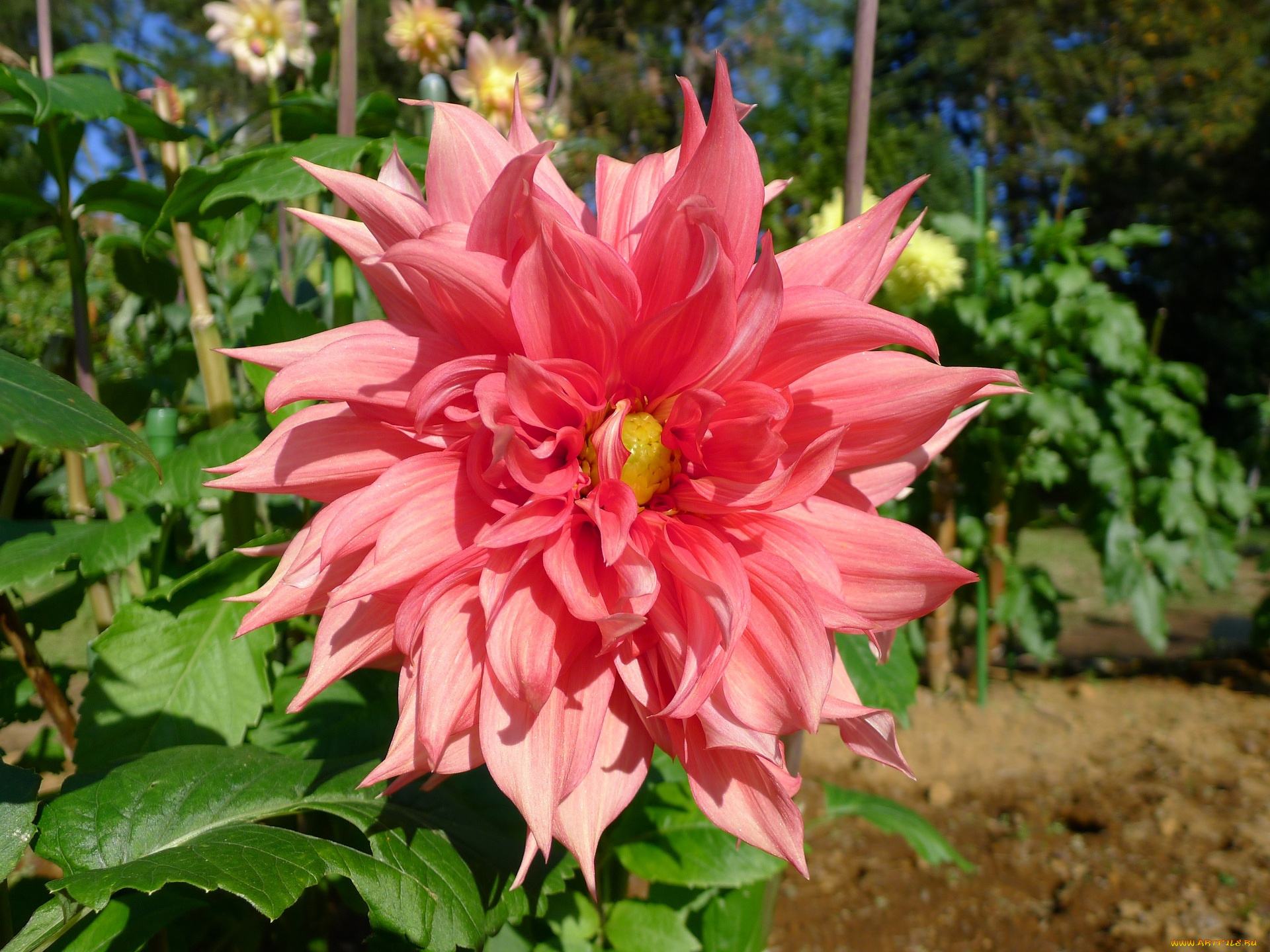 цветы, георгины, лепестки