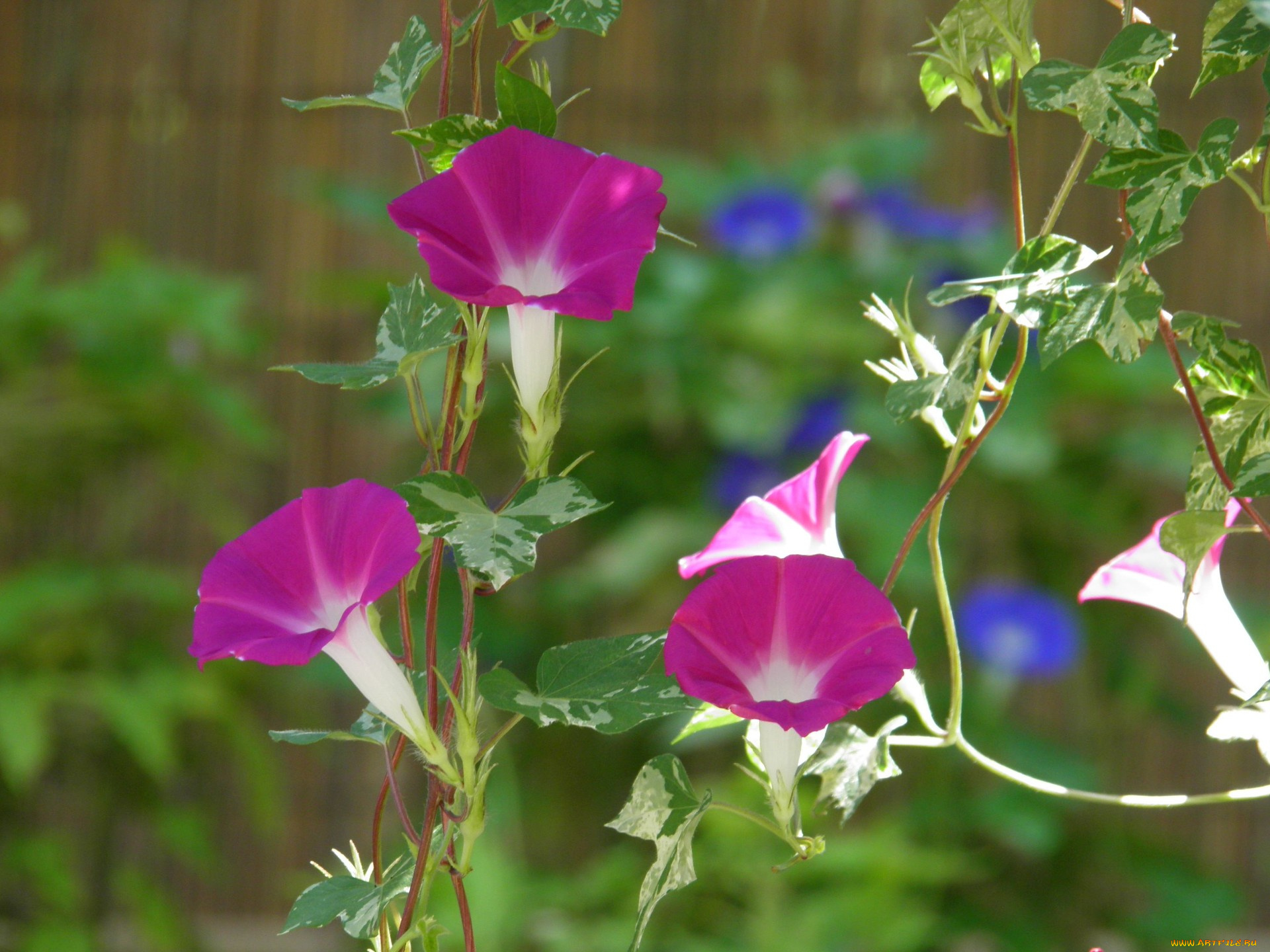цветы, вьюнки, ипомеи