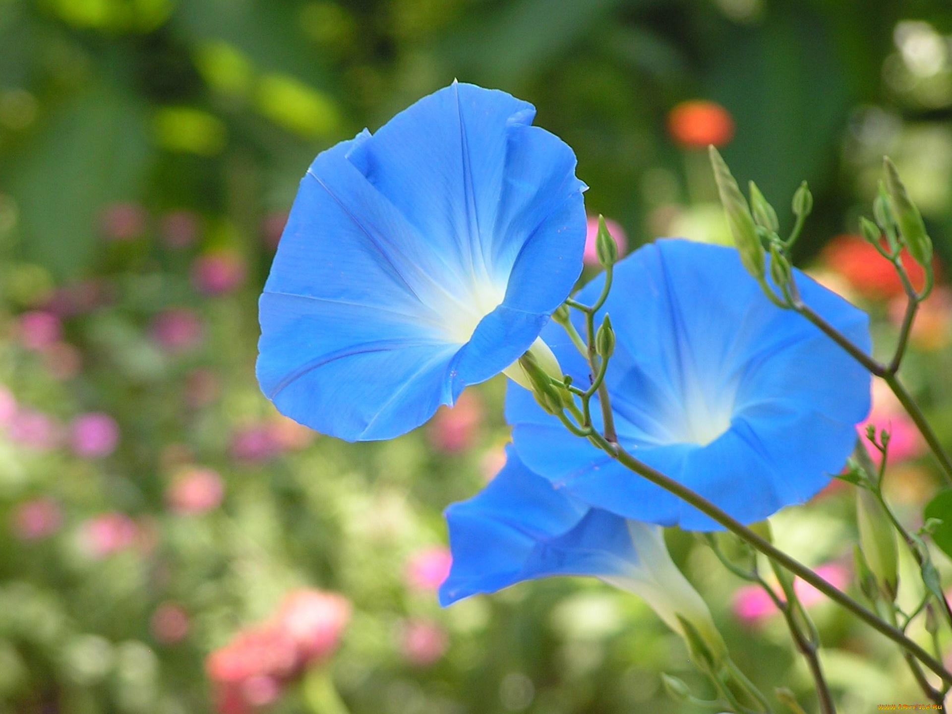 цветы, вьюнки, ипомеи
