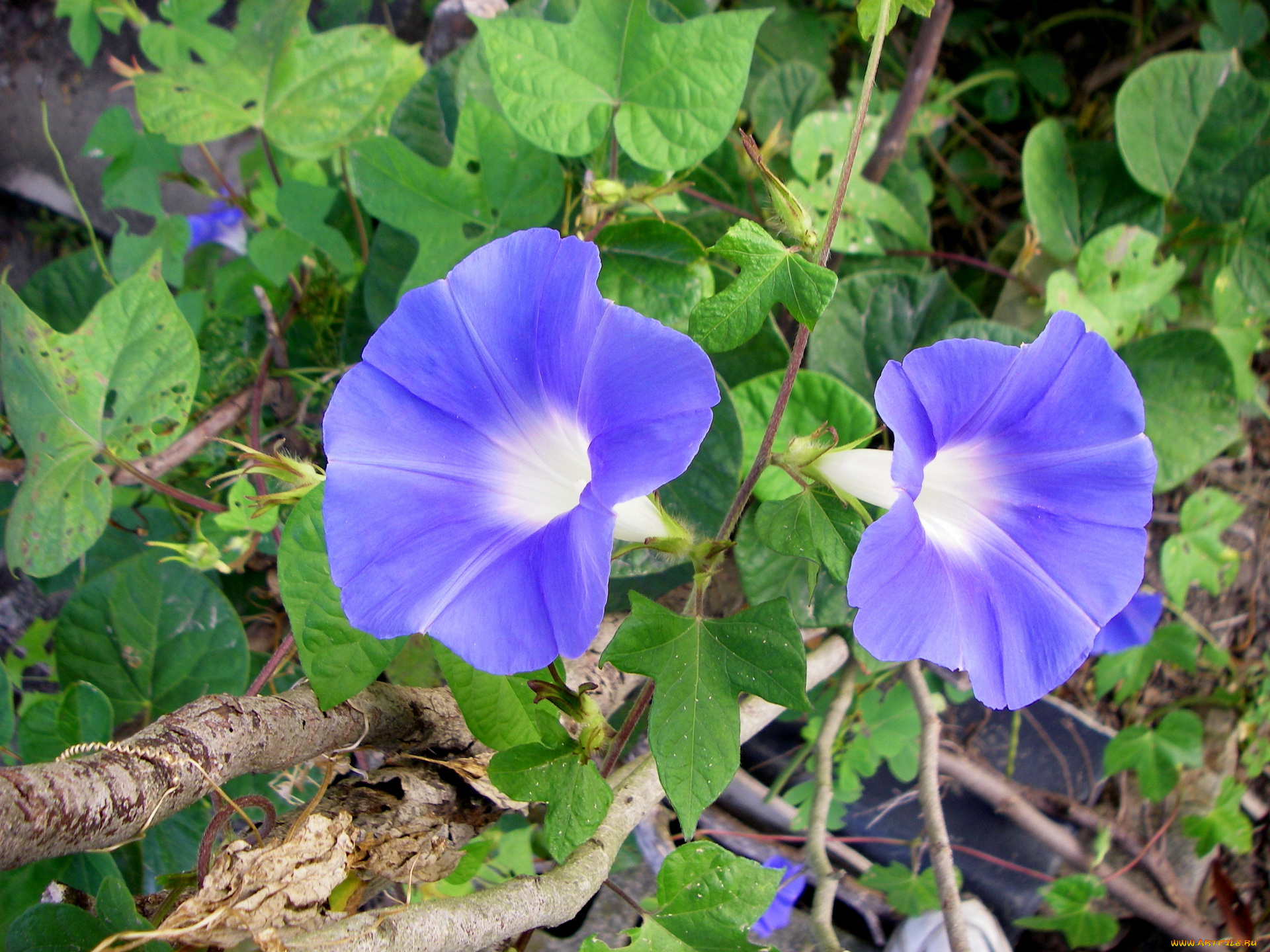 цветы, вьюнки, ипомеи