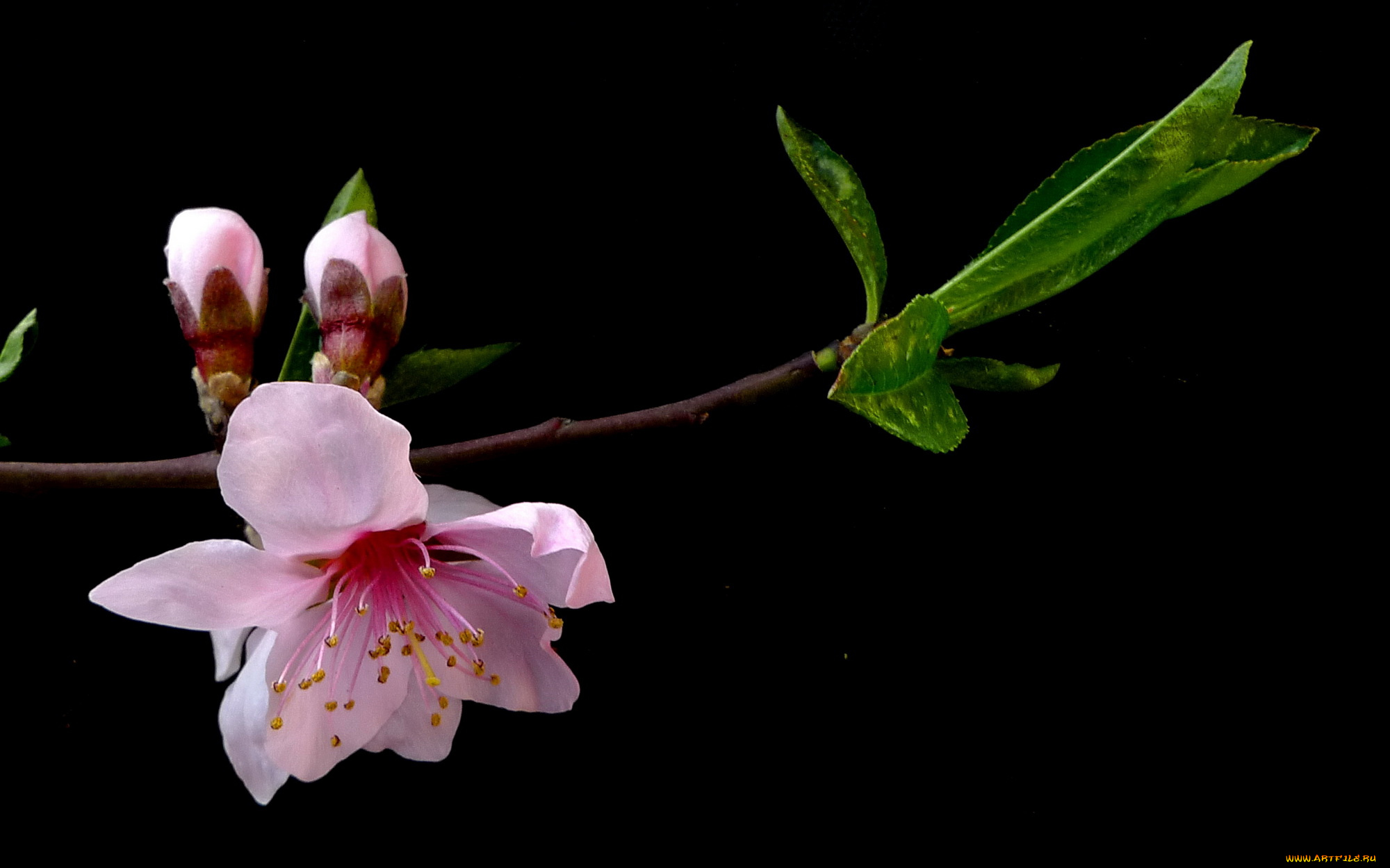 цветы, цветущие, деревья, кустарники, ветка