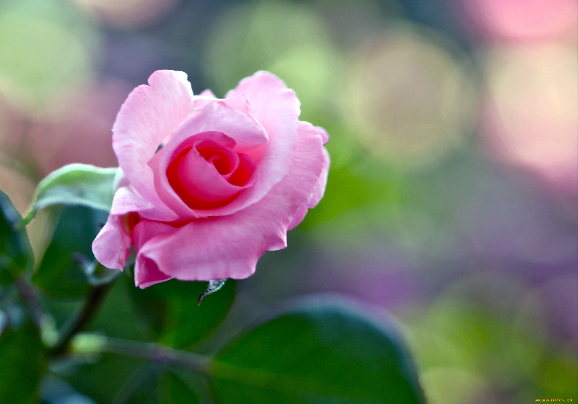 цветы, розы, лепестки, розовый